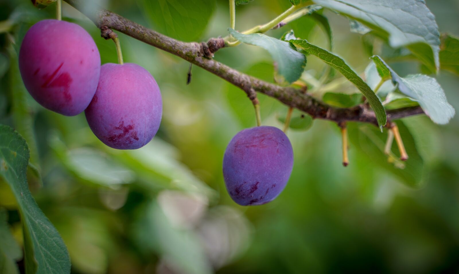 Sony a7 III sample photo. Plum, ripe plums, violet photography