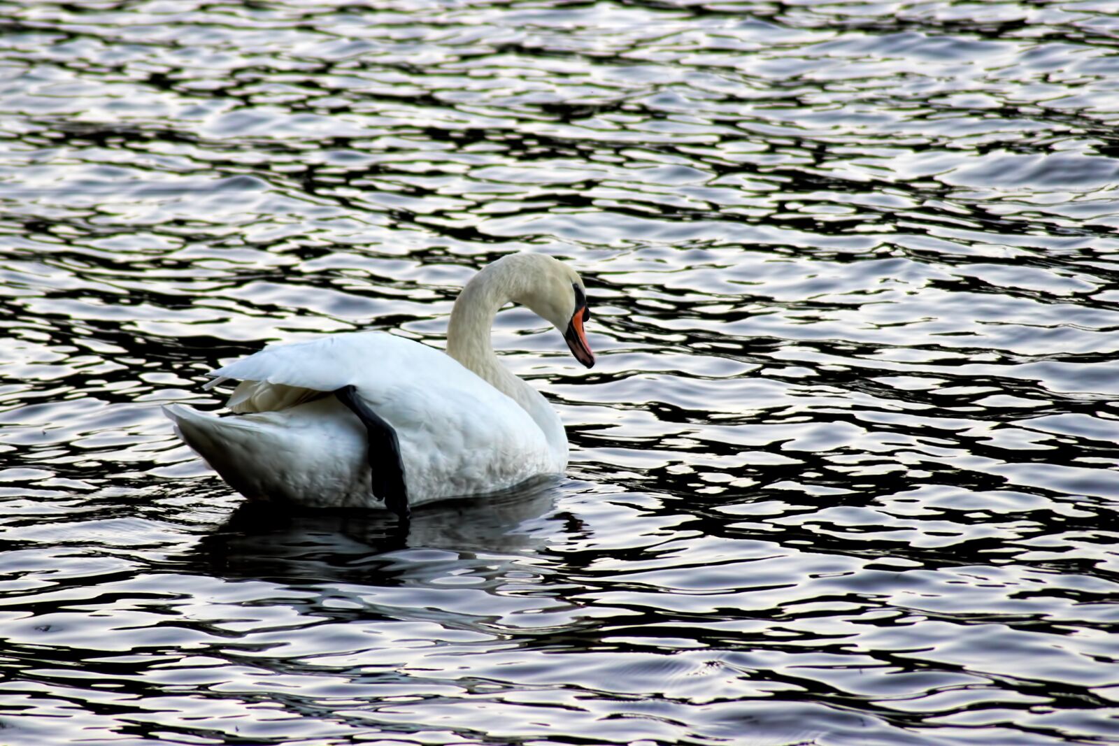 Canon EOS 600D (Rebel EOS T3i / EOS Kiss X5) sample photo. Swan, swans, evening sun photography