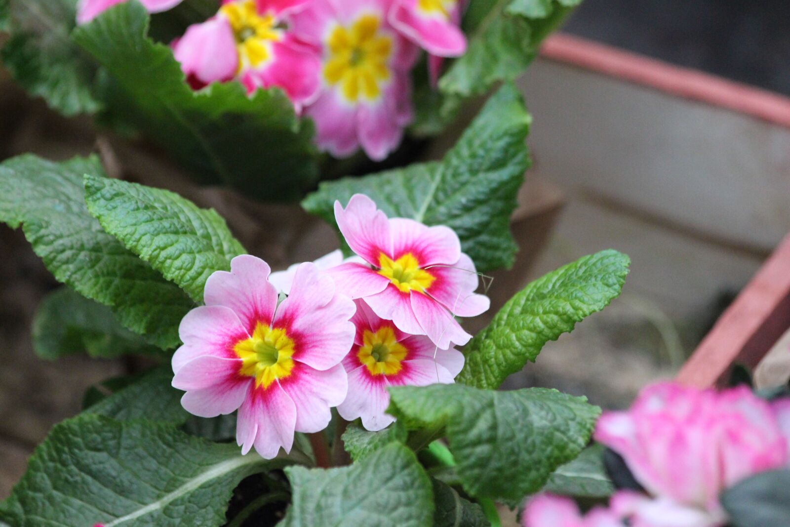 Canon EOS 650D (EOS Rebel T4i / EOS Kiss X6i) sample photo. Primrose, primula, nature photography