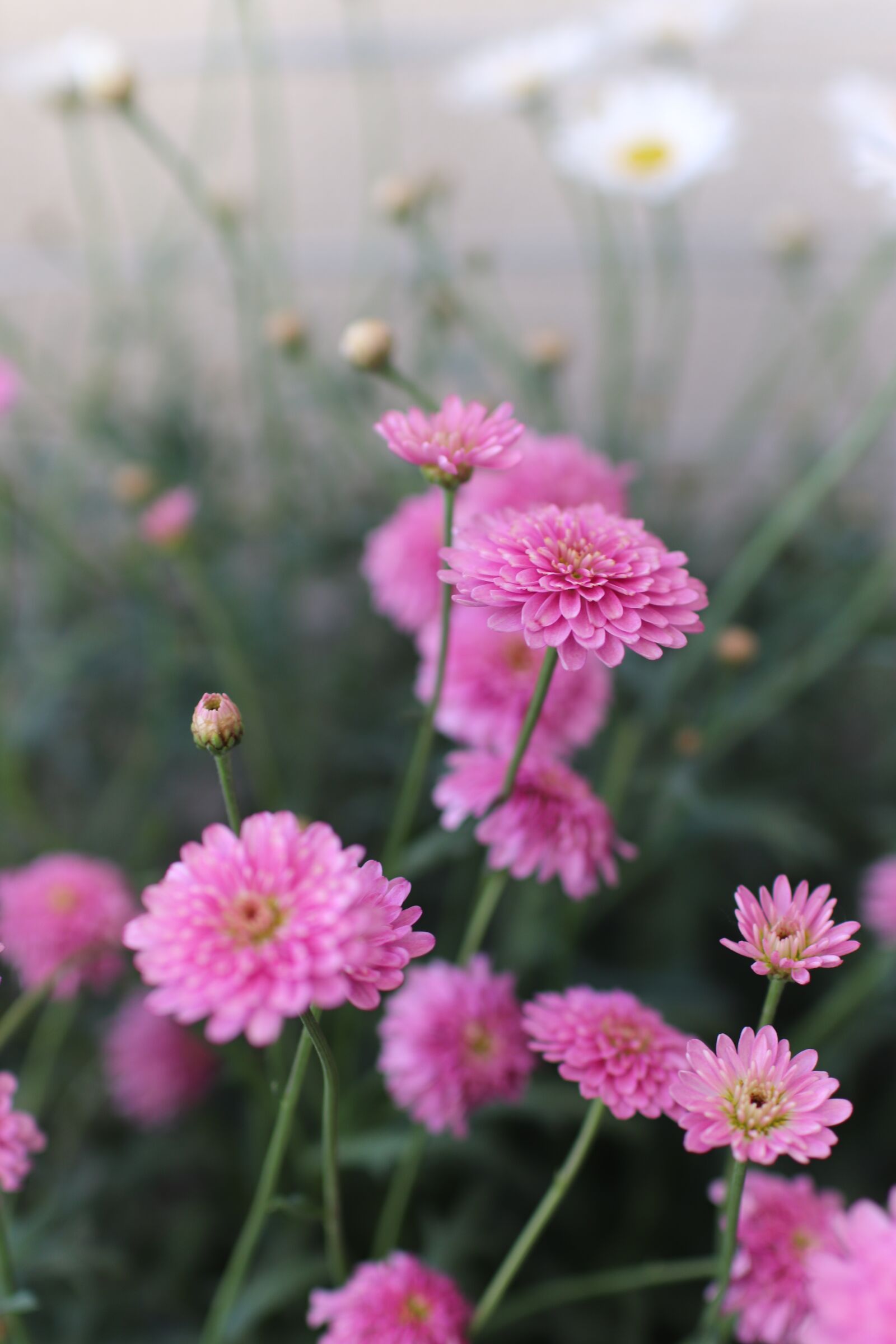 Canon EOS 77D (EOS 9000D / EOS 770D) sample photo. The paris daisy, green photography