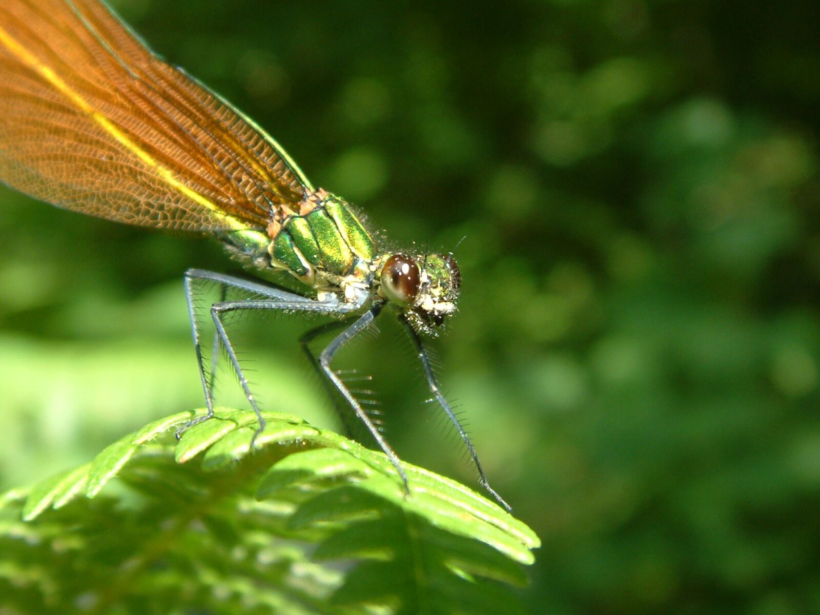 Fujifilm FinePix S602 ZOOM sample photo. Dragonfly, smile, insect photography
