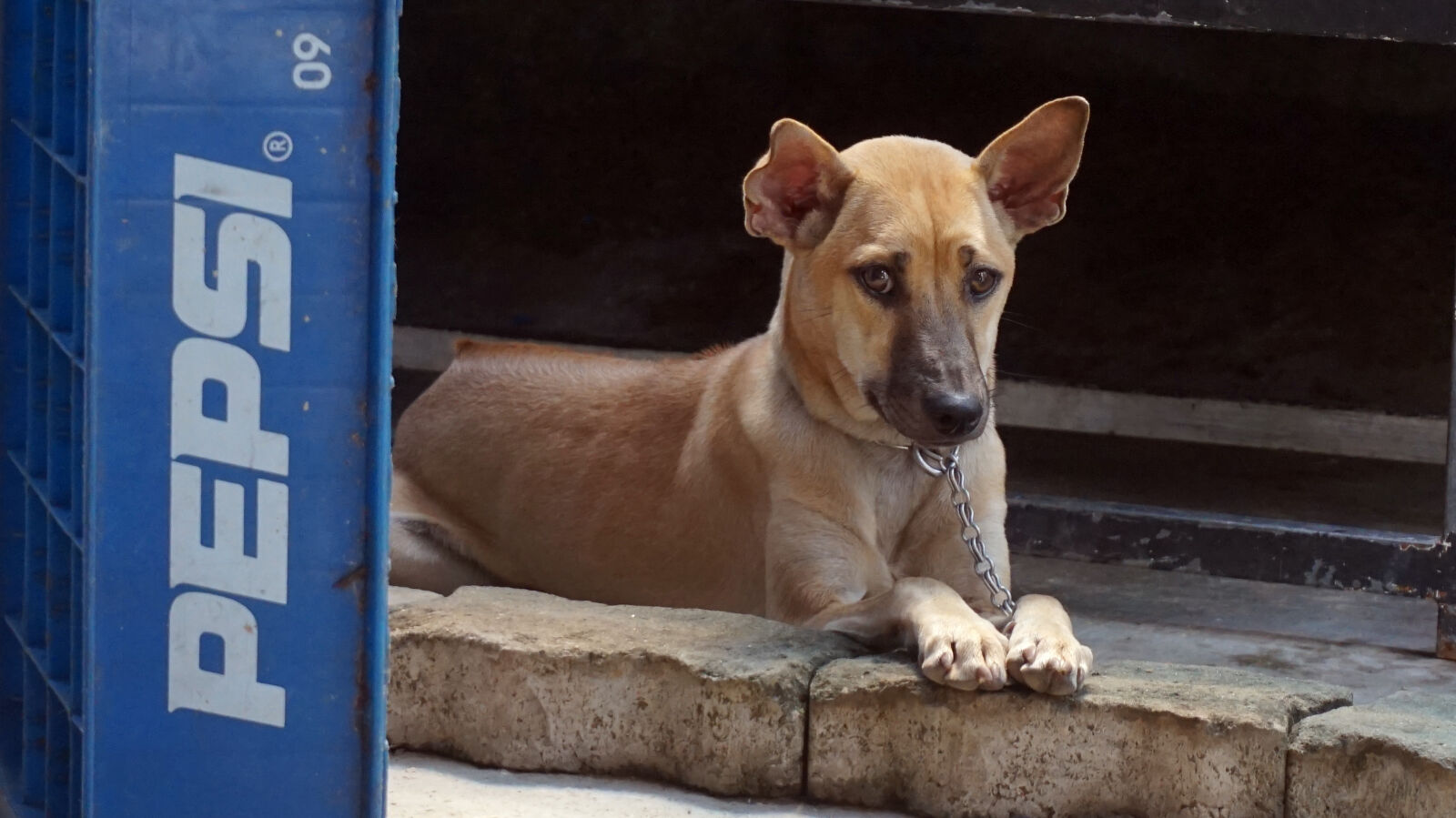 Sony Alpha a5000 (ILCE 5000) sample photo. Phuquoc, dog photography