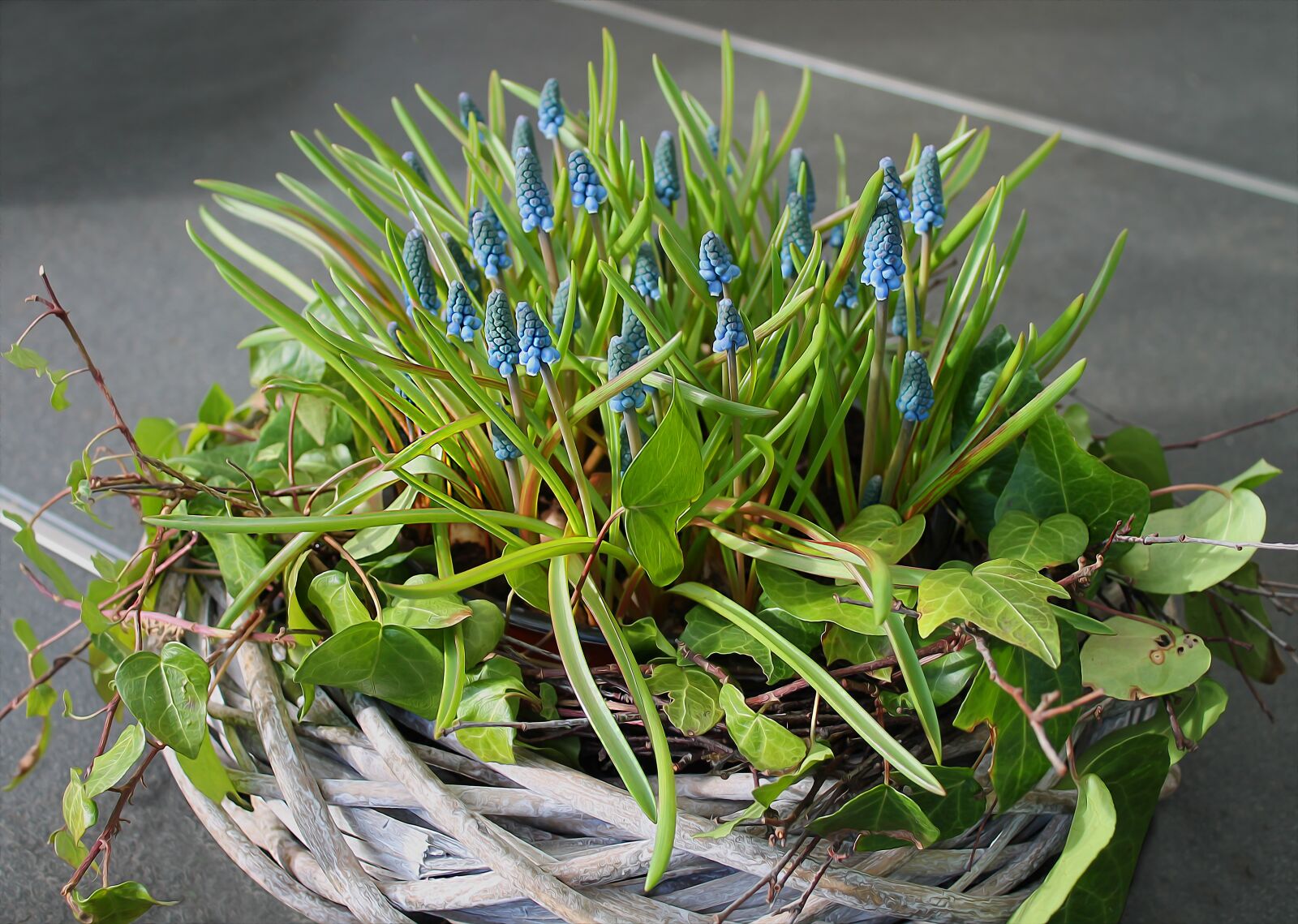 Canon EOS 1100D (EOS Rebel T3 / EOS Kiss X50) sample photo. Spring flowers, spring, flowers photography