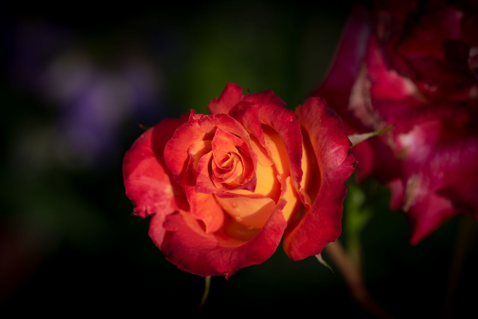 Nikon D750 sample photo. Flower, rose, blossom photography