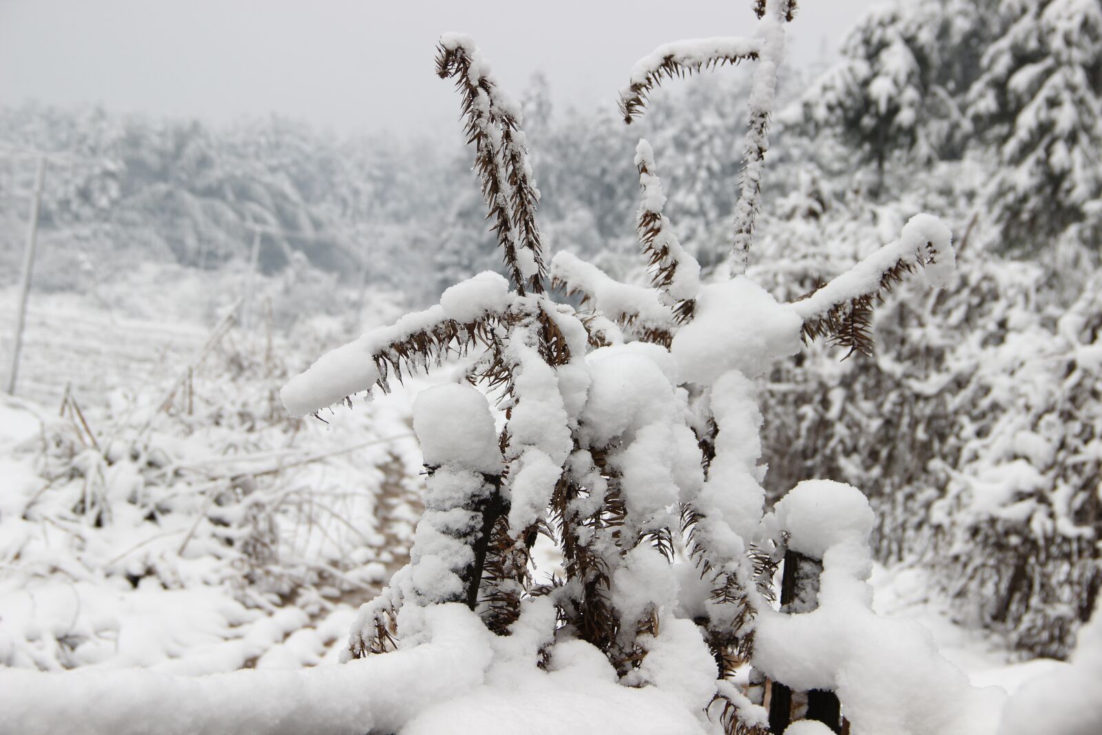 Canon EOS 600D (Rebel EOS T3i / EOS Kiss X5) sample photo. Snowflake, winter, views photography