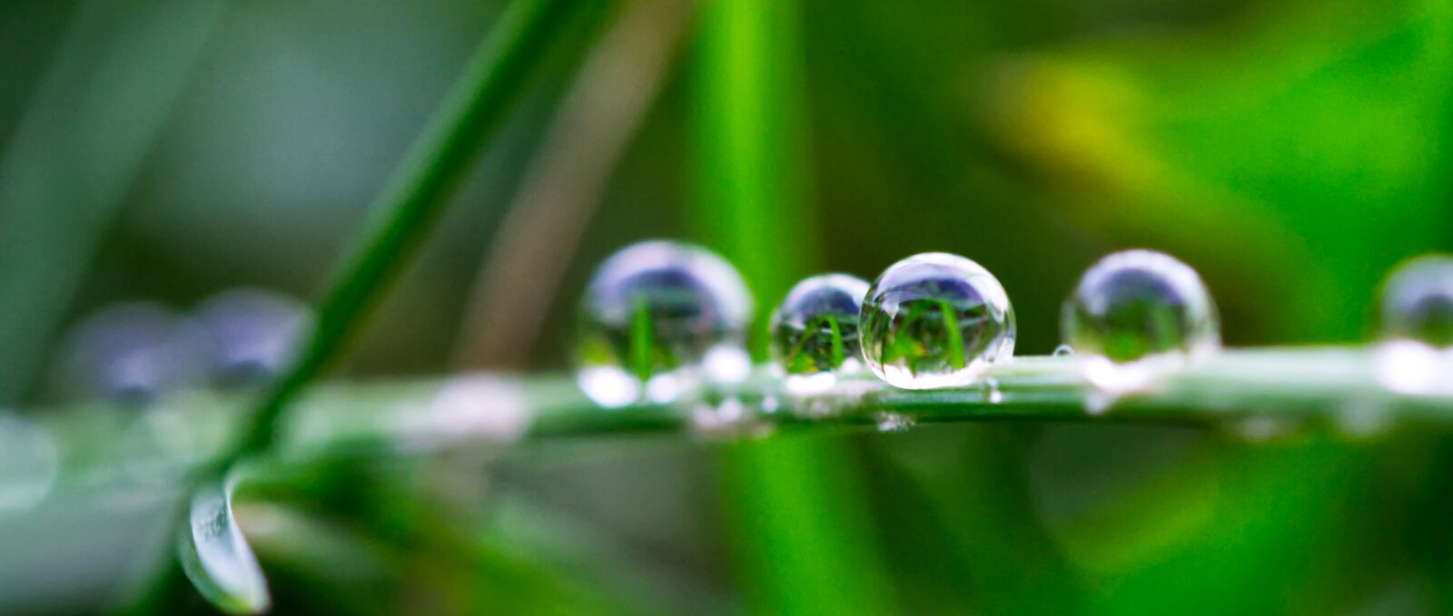 Nikon D3100 sample photo. Water, drip, drop of photography