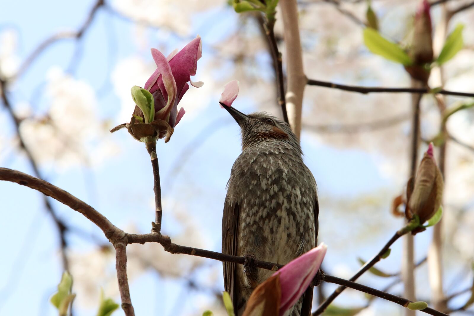 Canon EF 70-200mm F2.8L USM sample photo. Magnolia, now magnolia, spring photography