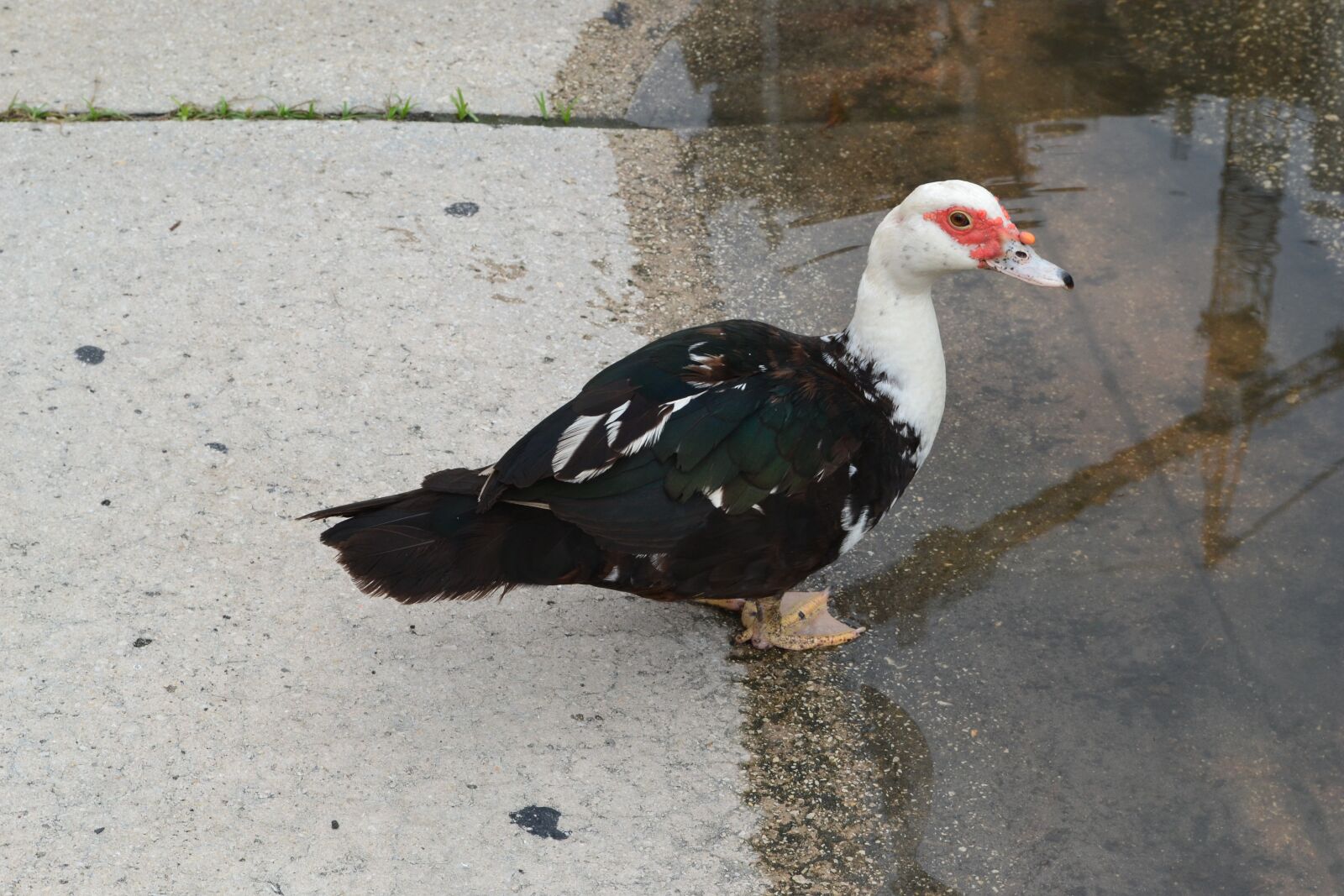 Nikon D3100 sample photo. Duck, animals, nature photography