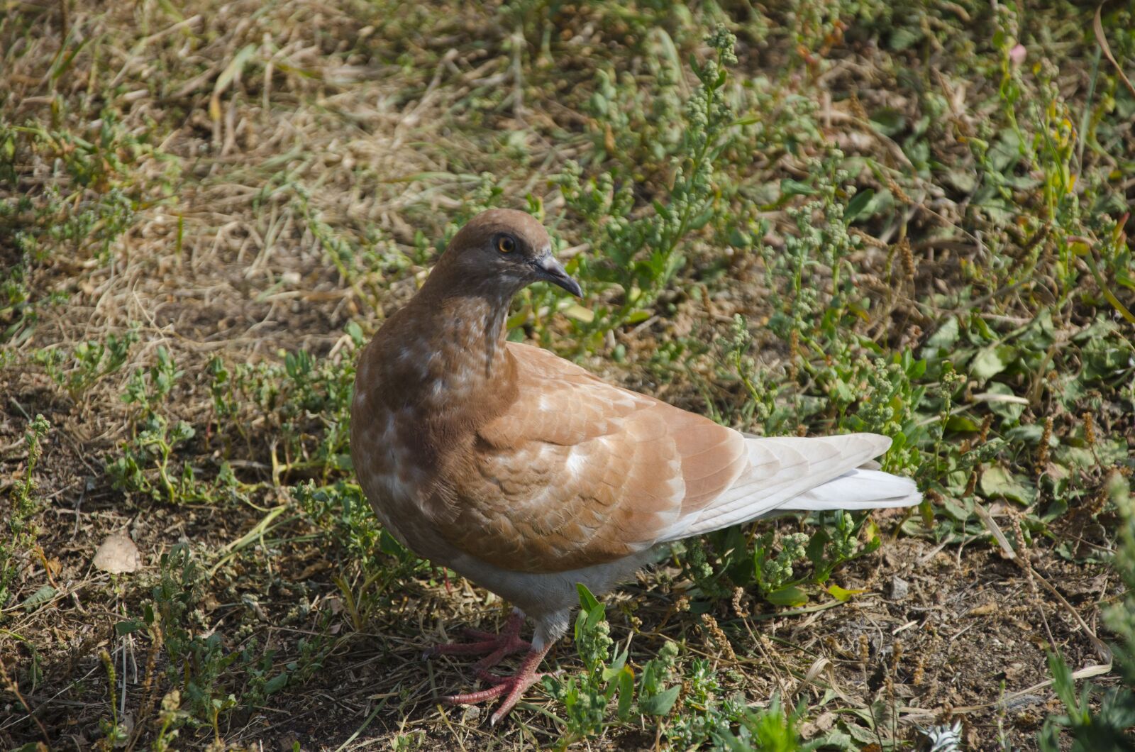 Nikon D7000 sample photo. Pigeon, dove, bird photography