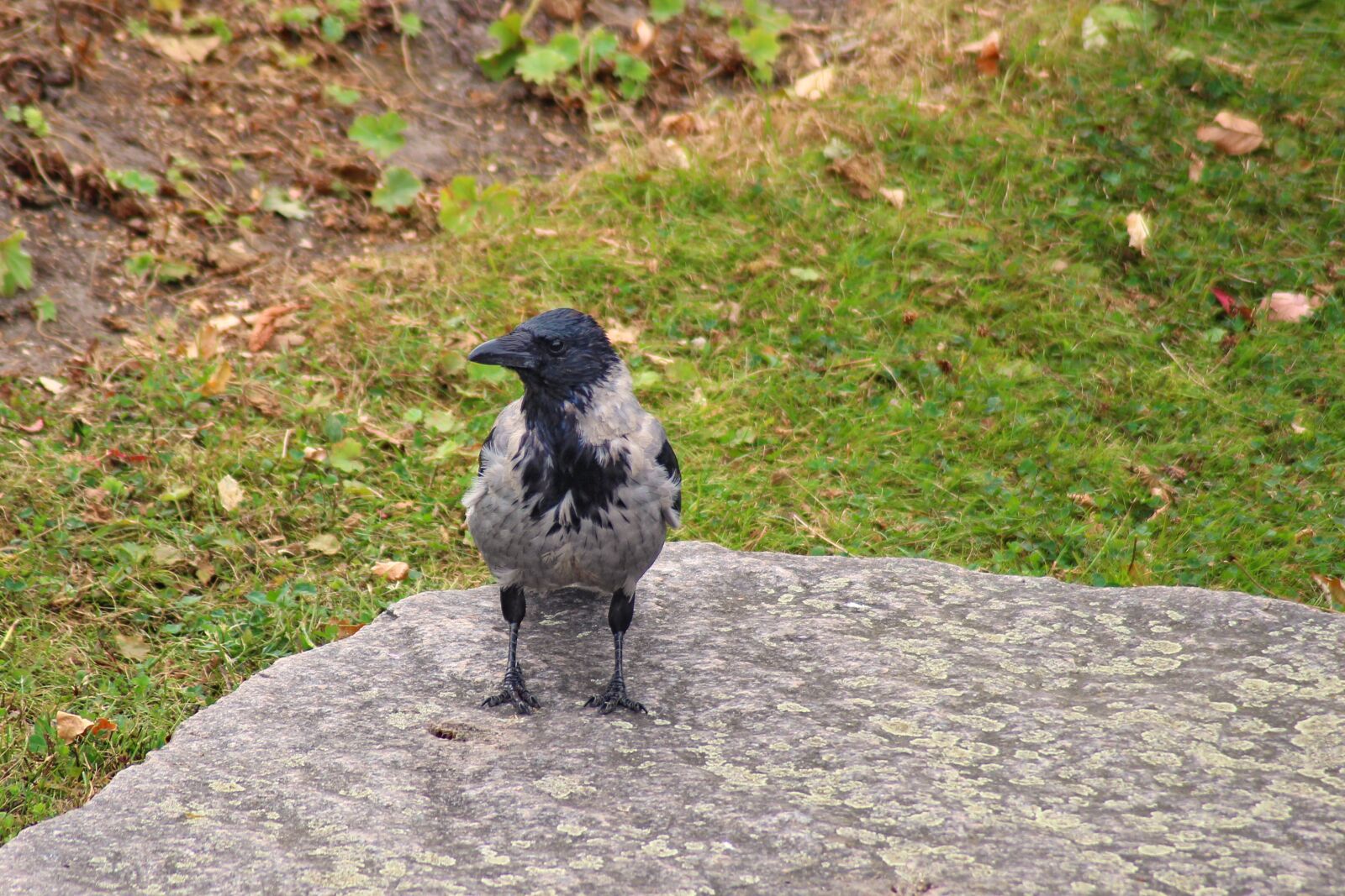 Canon EOS 600D (Rebel EOS T3i / EOS Kiss X5) sample photo. Crow, hooded crow, carrion photography