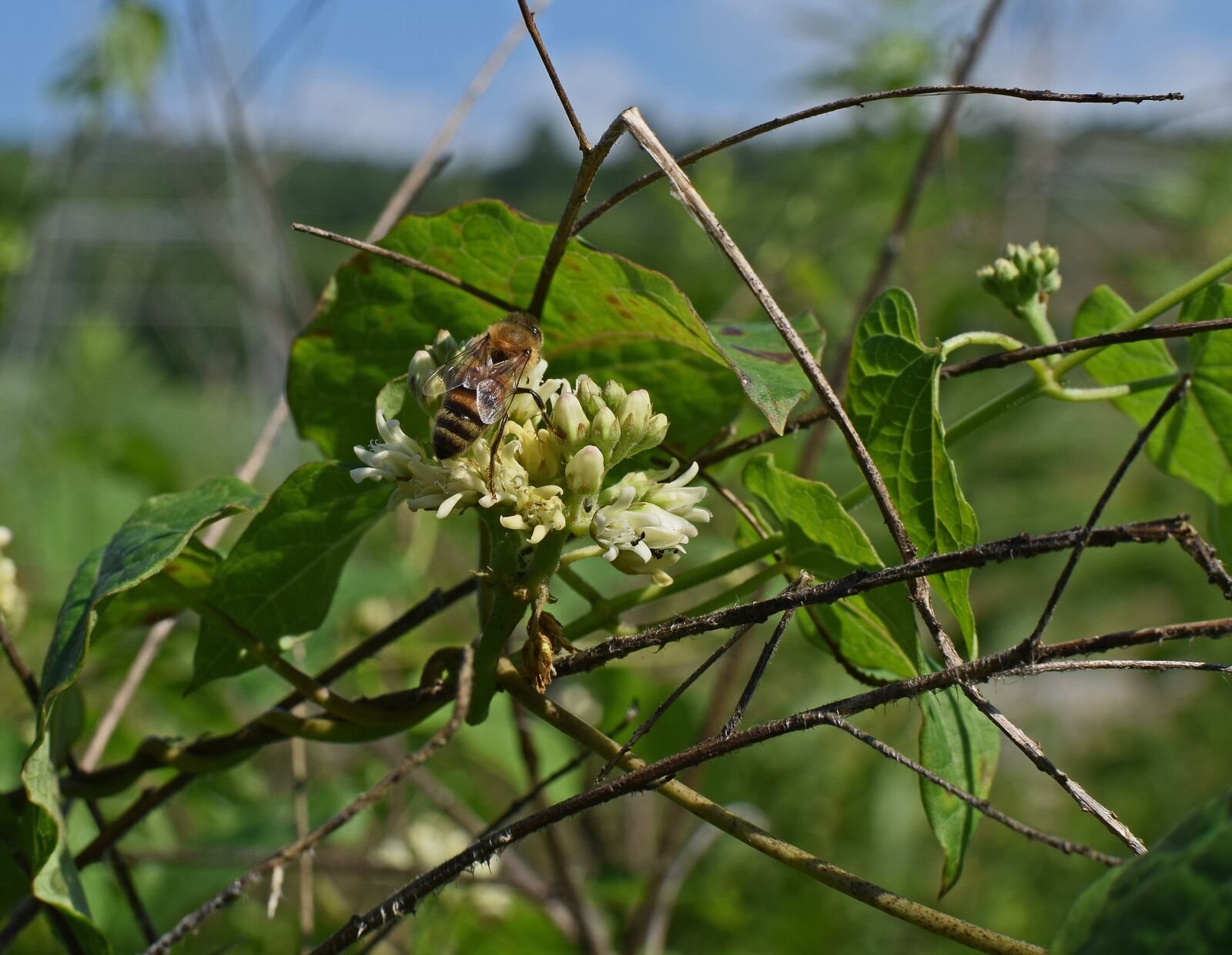 Nikon D3300 sample photo. Honeybee on milkweed, bee photography