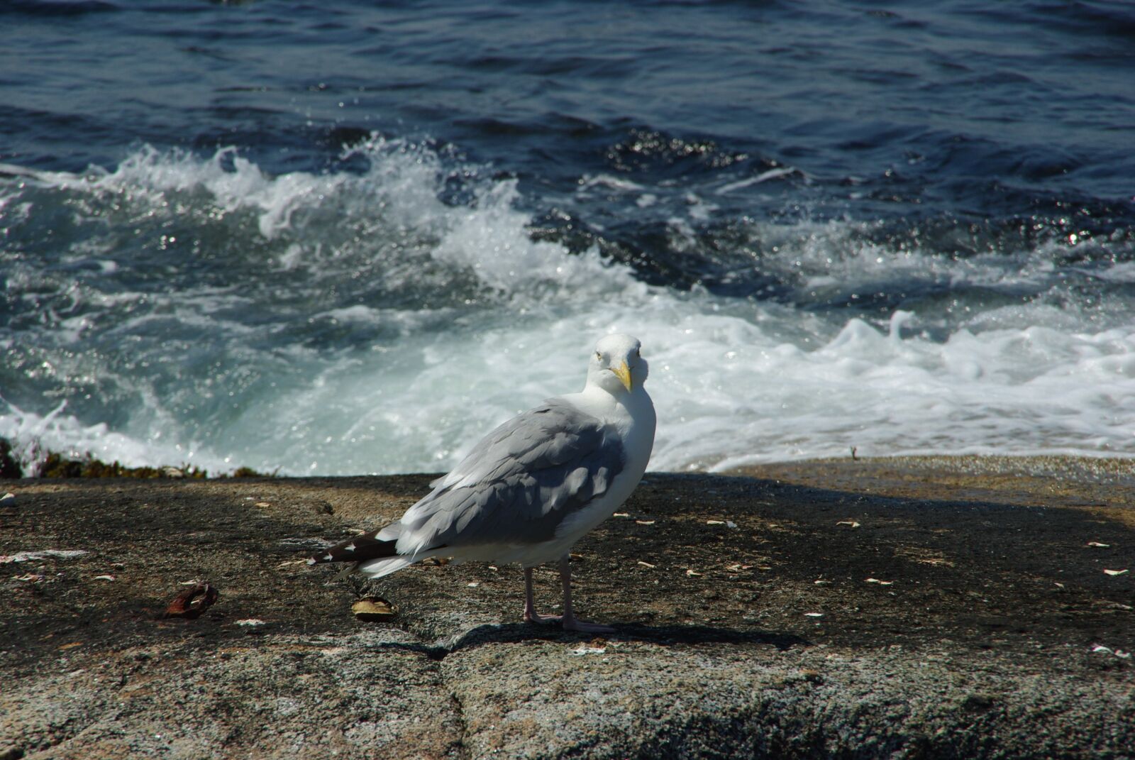 Pentax K200D sample photo. Seagull, sea, vacations photography