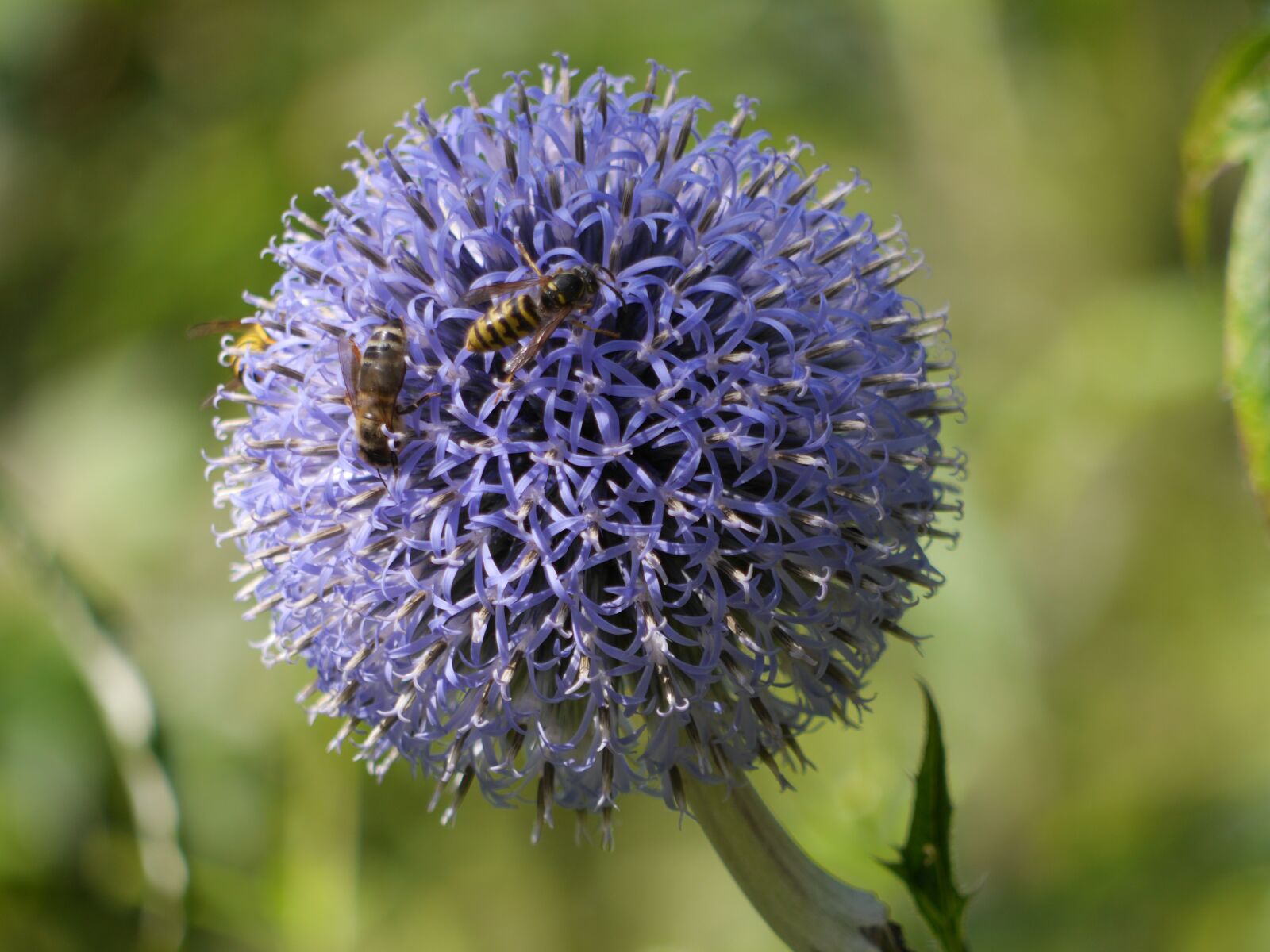 Panasonic Lumix DMC-GH3 sample photo. Flower, allium, garden photography