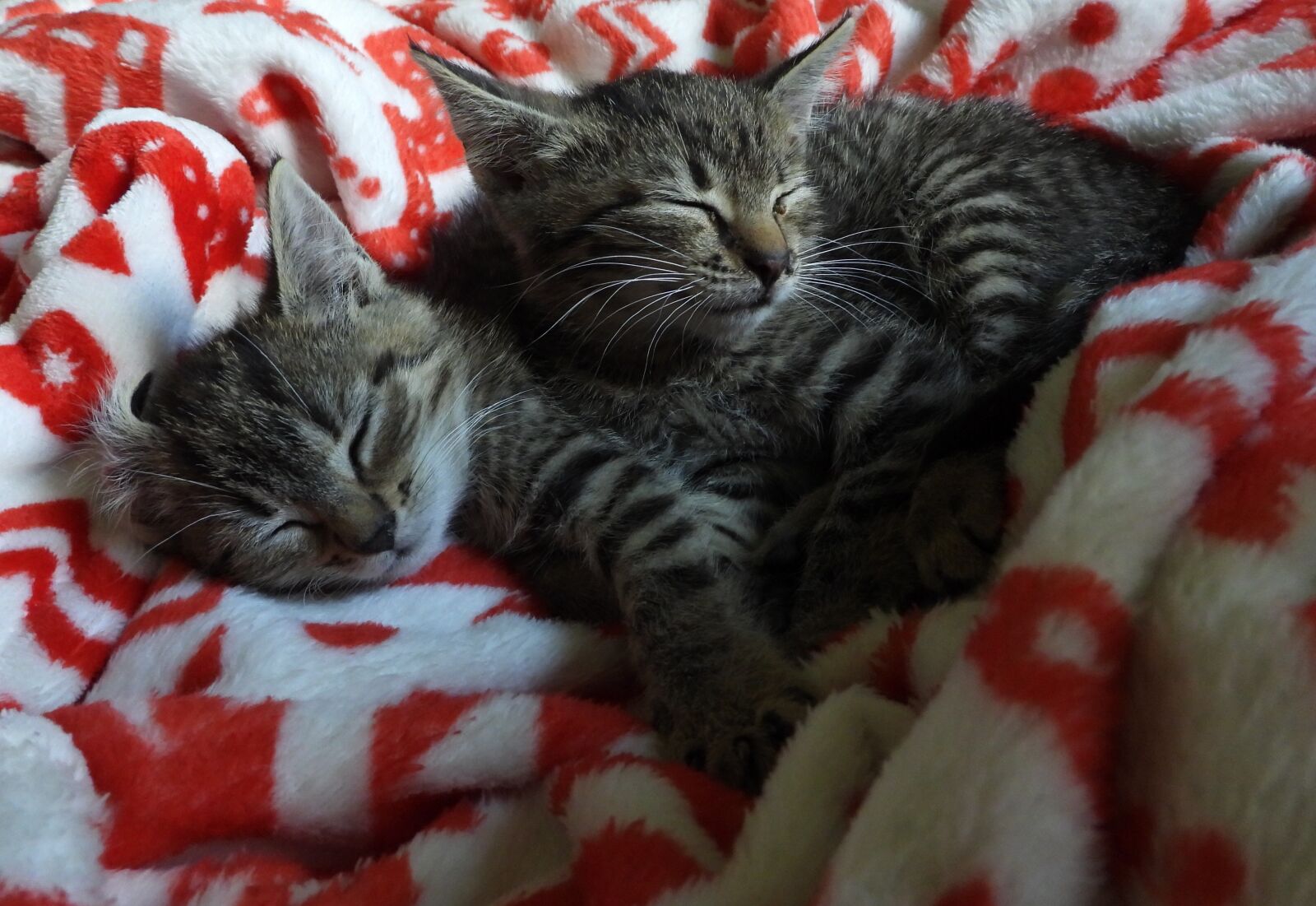 Nikon Coolpix P1000 sample photo. Cats, xcode, dachowce photography