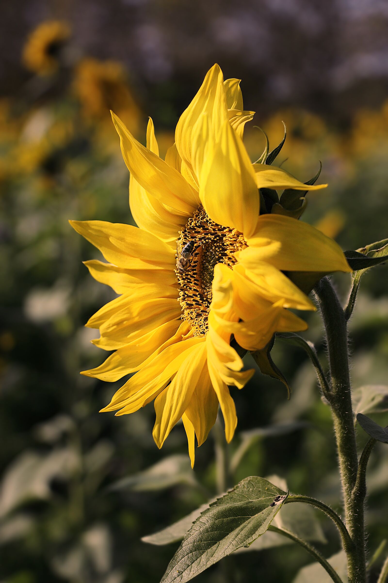 Canon EOS 100D (EOS Rebel SL1 / EOS Kiss X7) sample photo. Sunflower, flower, blossom photography