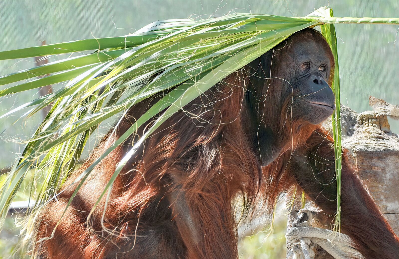 Nikon D300 sample photo. Orangutan, ape, monkey photography
