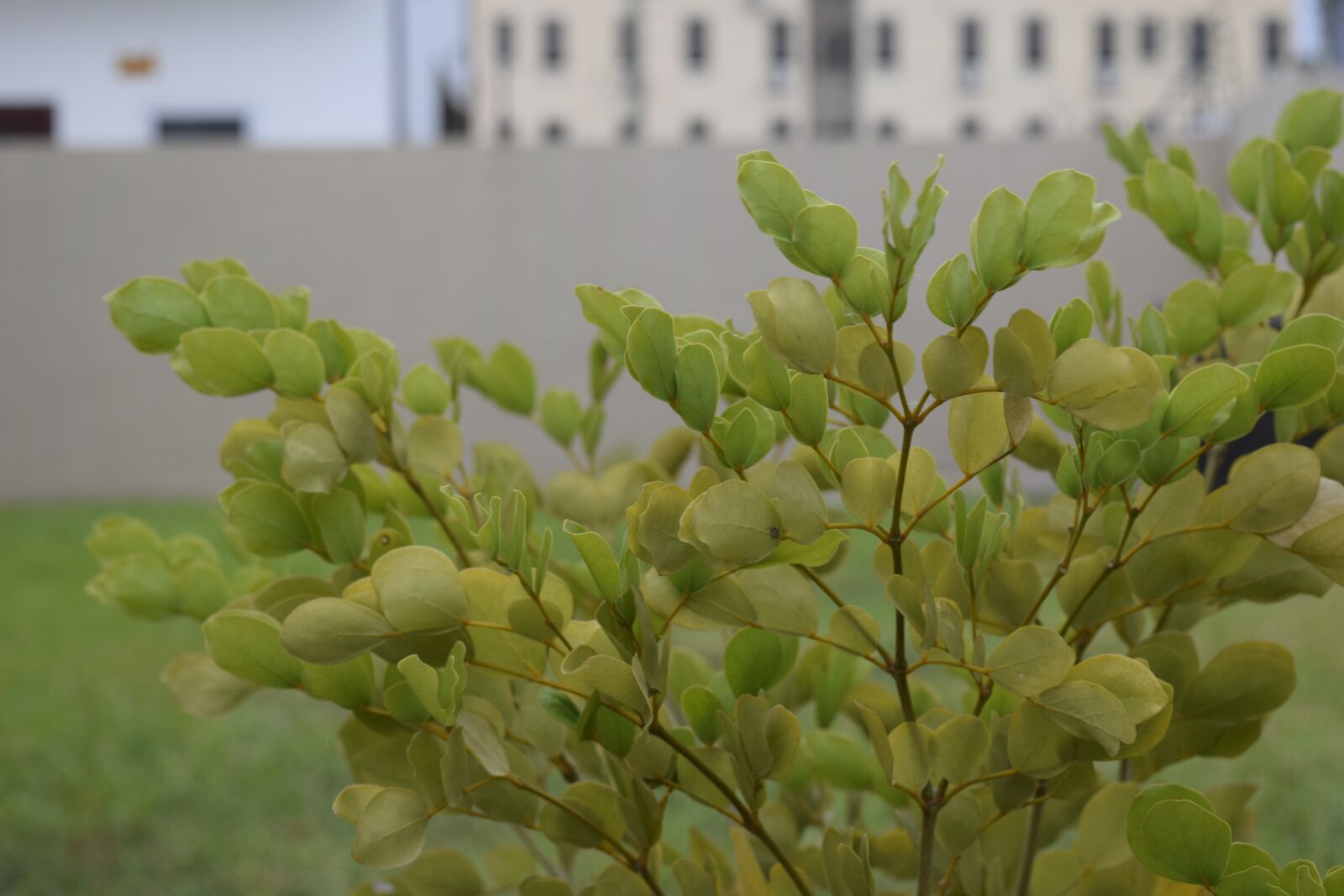 Nikon D3300 sample photo. Flower, plant, blur photography