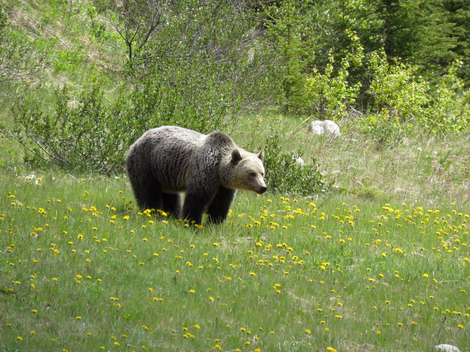 Canon PowerShot SX60 HS sample photo. Brown bear, bear, wildlife photography