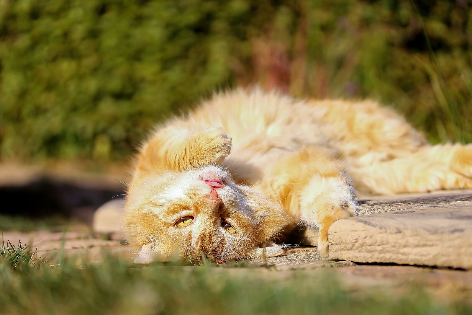 Canon EF-S 60mm F2.8 Macro USM sample photo. Cat, red cat, animal photography