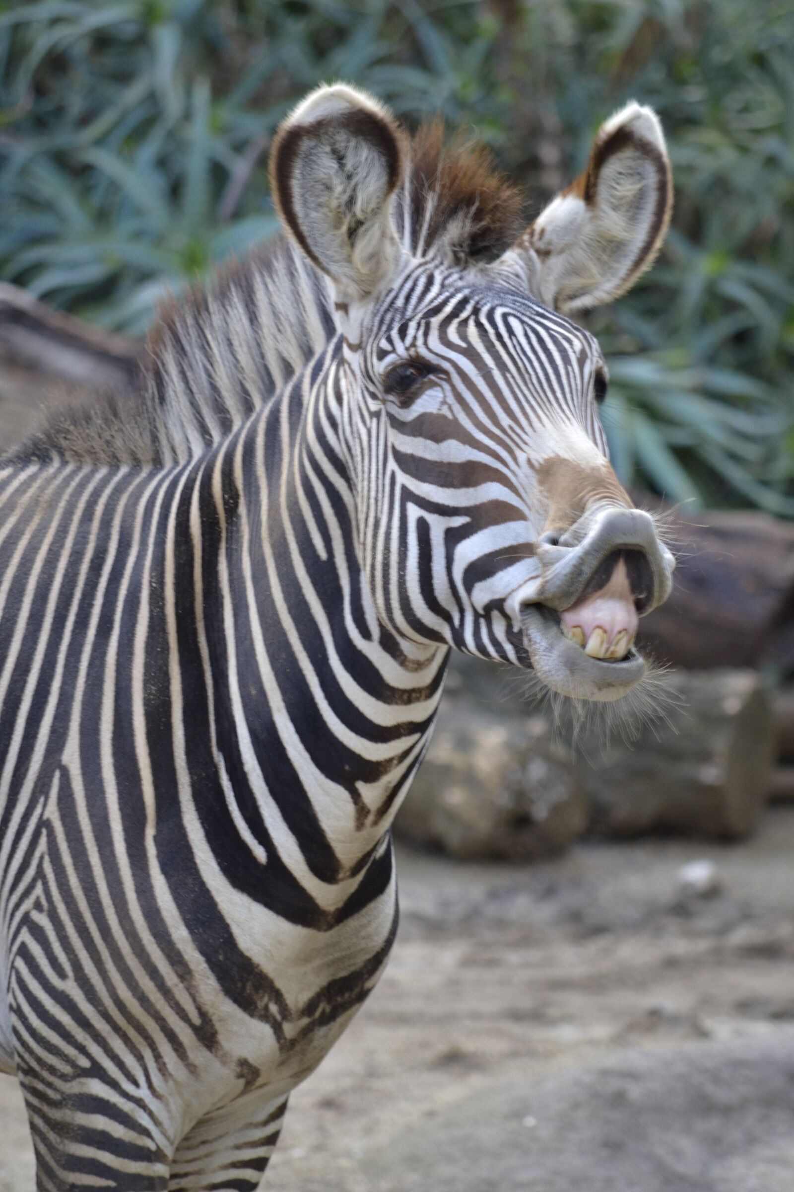 Nikon D3100 sample photo. Zebra, pink, zoo photography