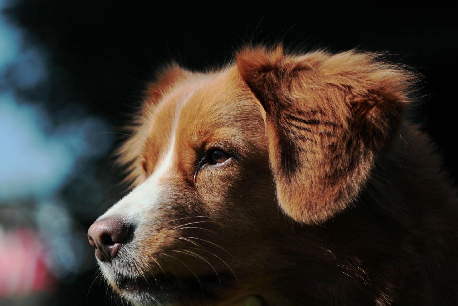 Canon EOS 600D (Rebel EOS T3i / EOS Kiss X5) + Canon EF-S 55-250mm F4-5.6 IS sample photo. Retriever, dog, pet photography