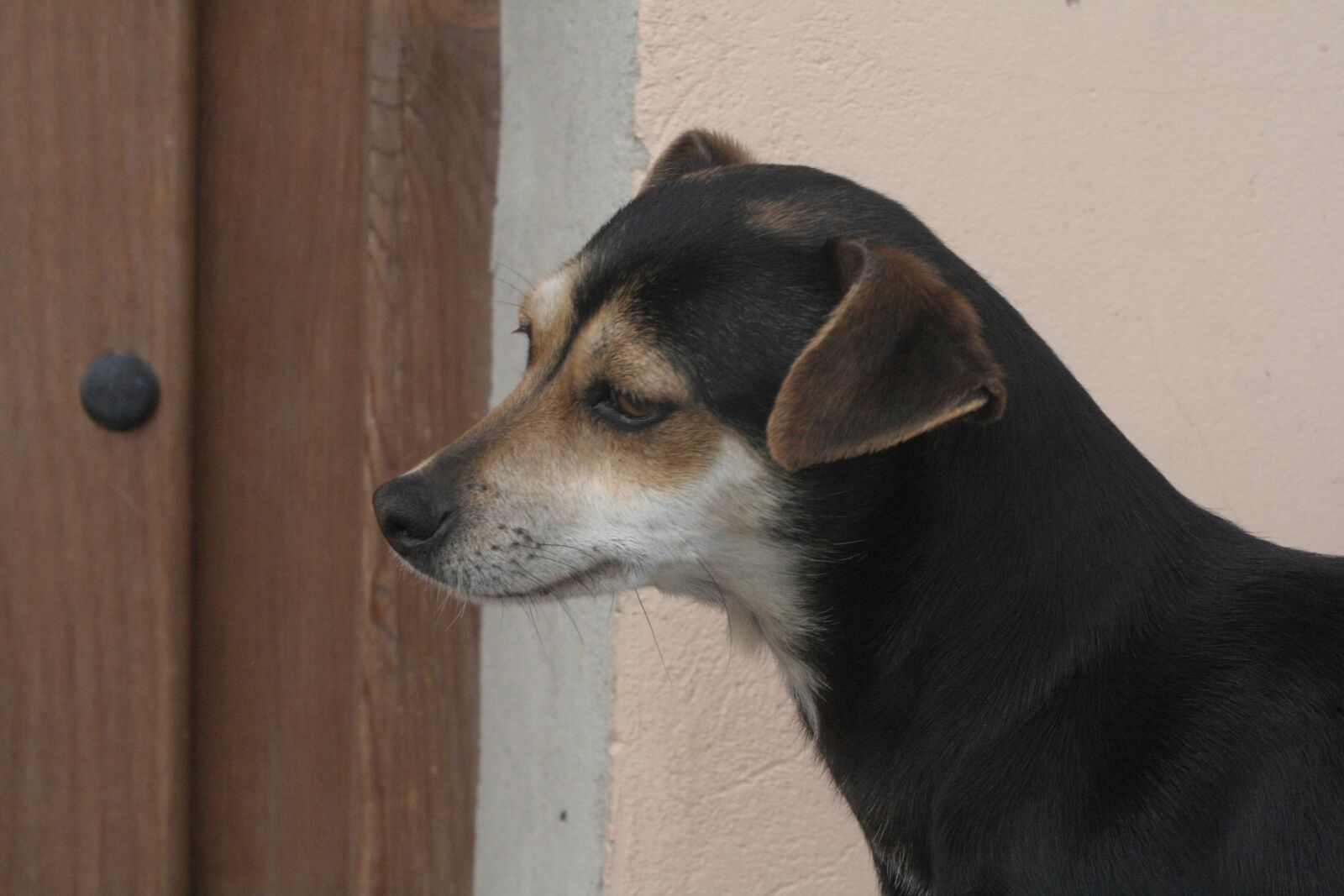 Canon EOS 350D (EOS Digital Rebel XT / EOS Kiss Digital N) sample photo. Puppy, chiguahua, brown photography