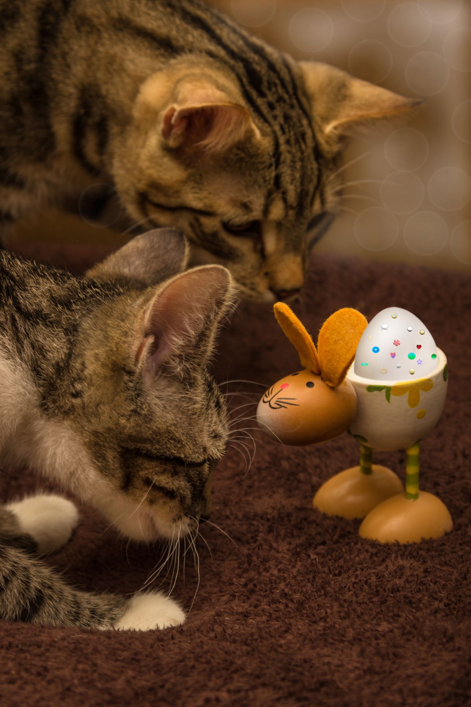 Canon EF-S 18-135mm F3.5-5.6 IS sample photo. Cat, mackerel, egg photography