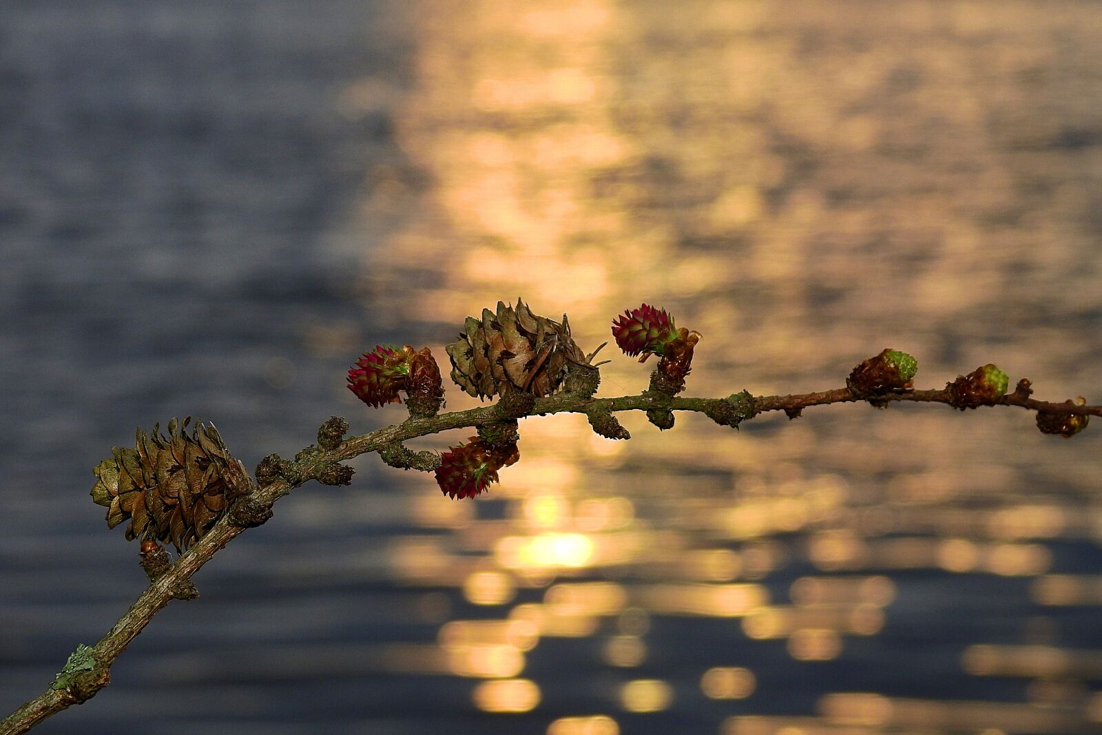 Nikon Coolpix P900 sample photo. Sprig, river, sunset photography