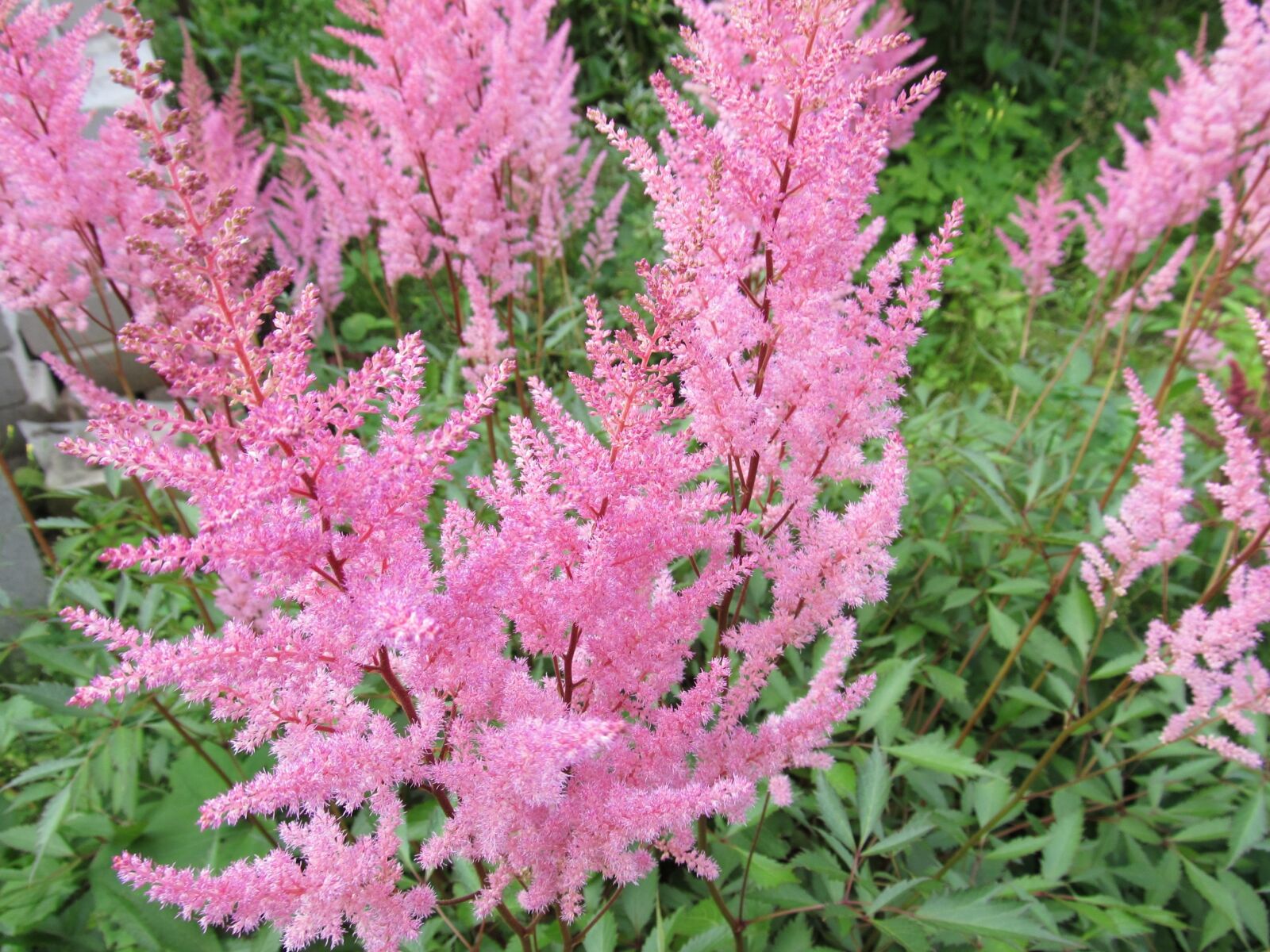 Canon PowerShot SX130 IS sample photo. Callistemon, plant, purple flowers photography