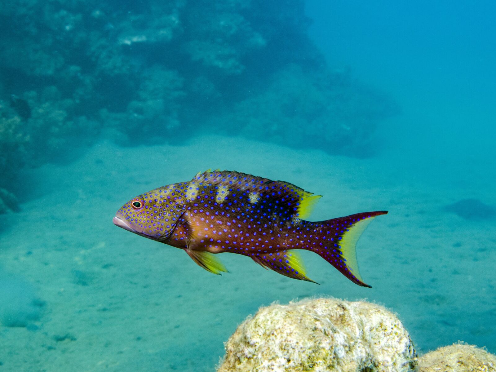 Canon PowerShot G16 sample photo. Fish, perch, water photography