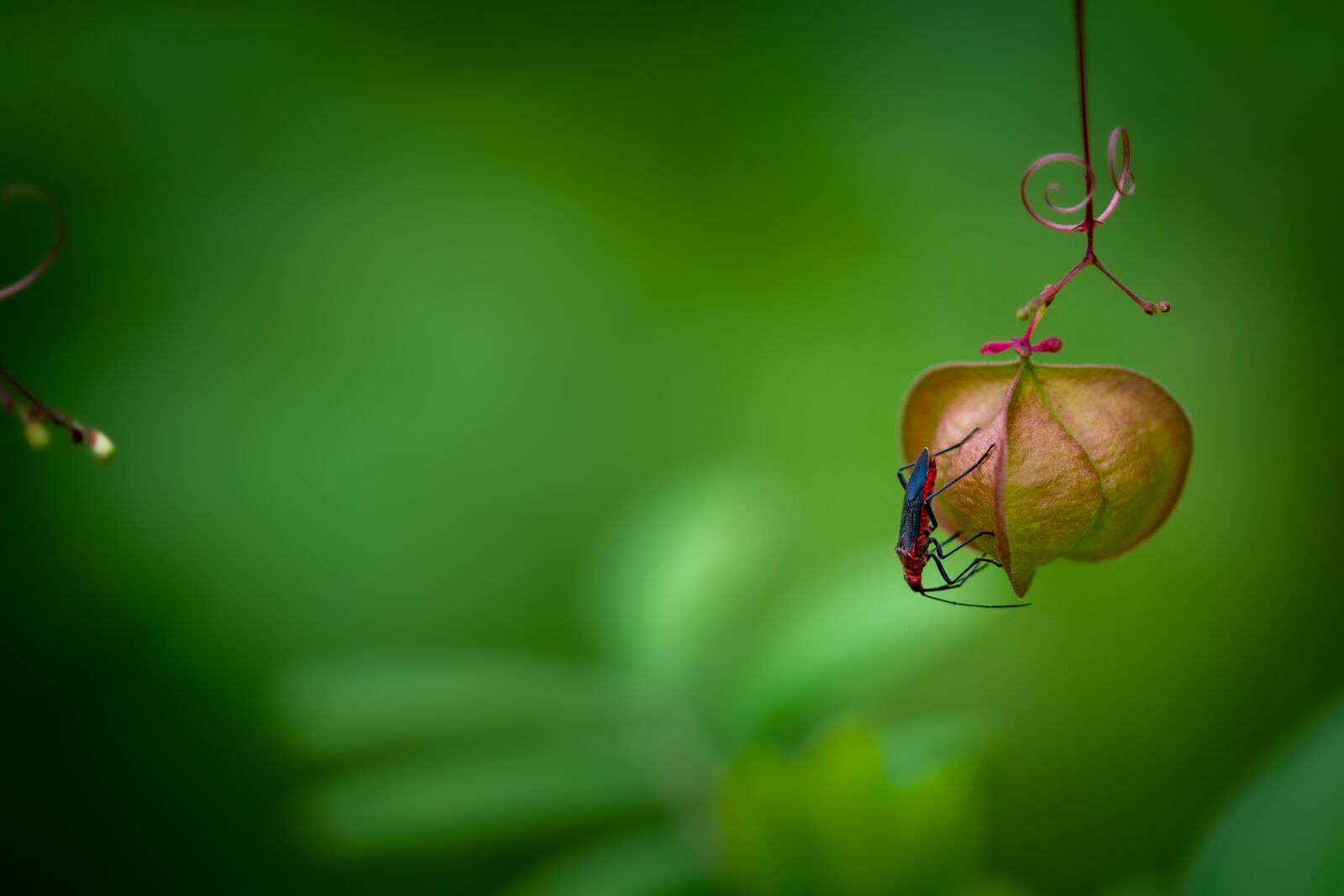 Nikon D500 sample photo. Bug, insert, leaf photography