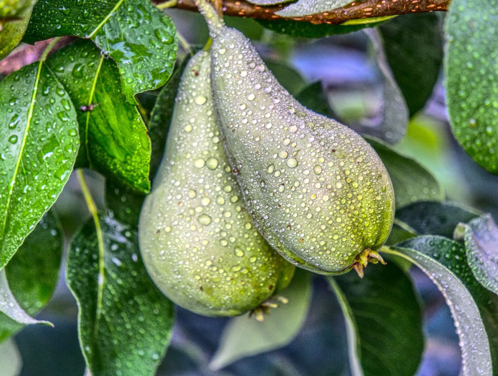 Sony a6000 sample photo. Pear, fruit, tree photography