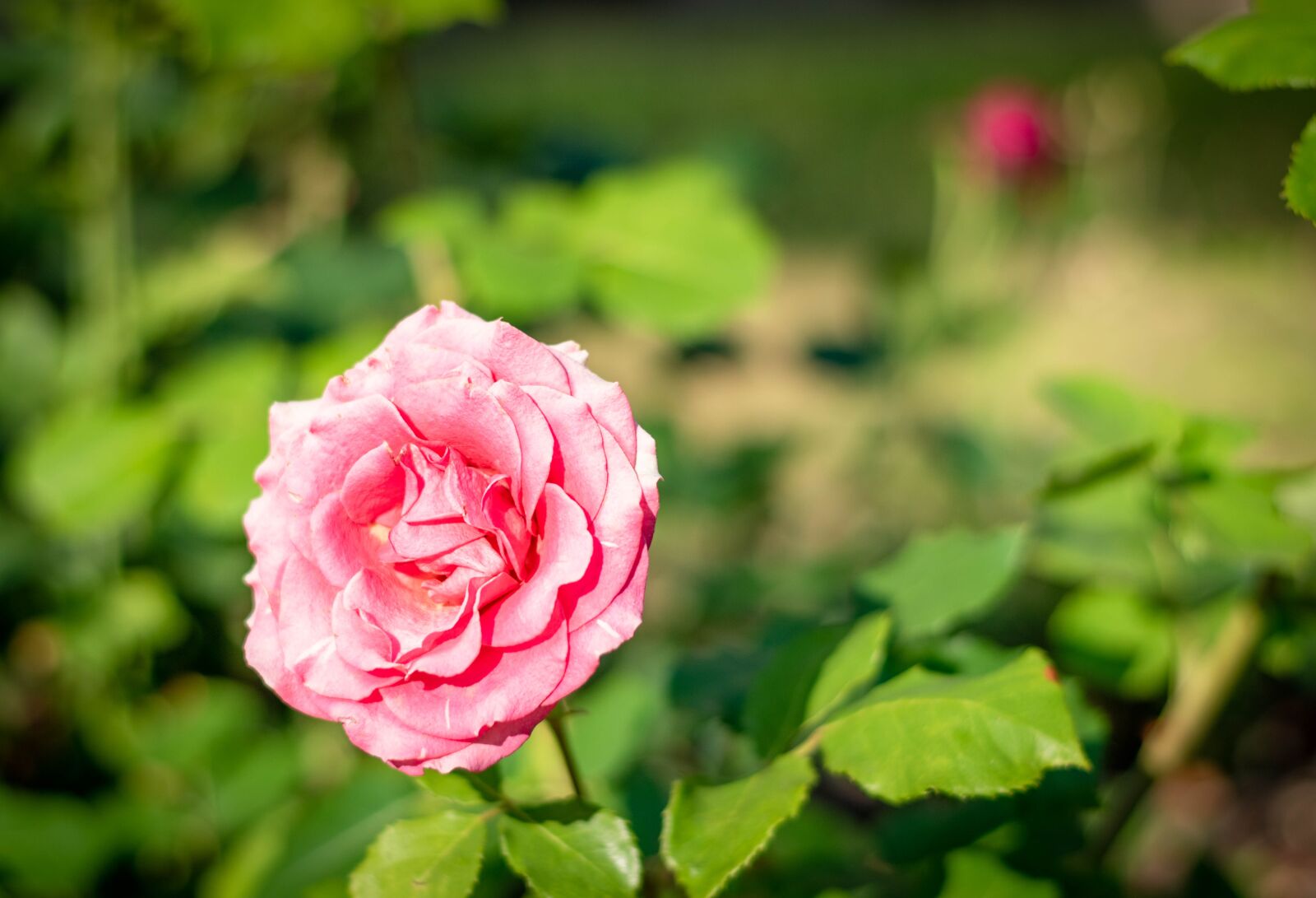 Nikon D5600 sample photo. Flower, rose, nature photography