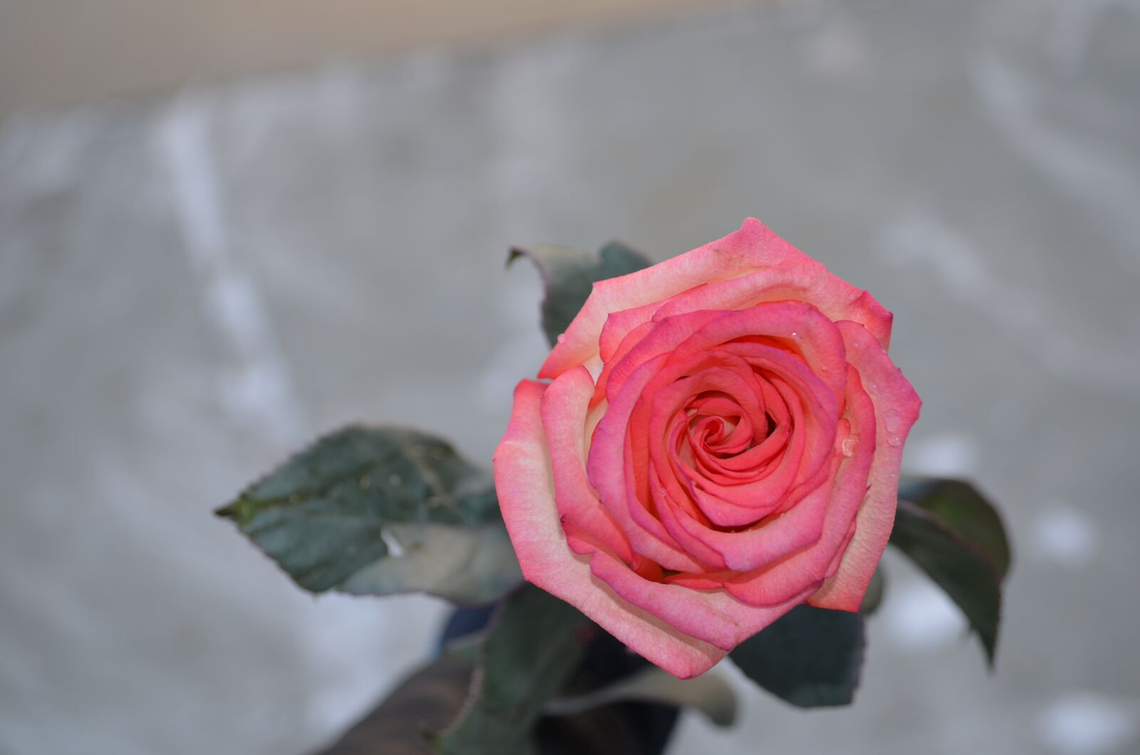 Nikon D5100 sample photo. Rose, flower, love photography