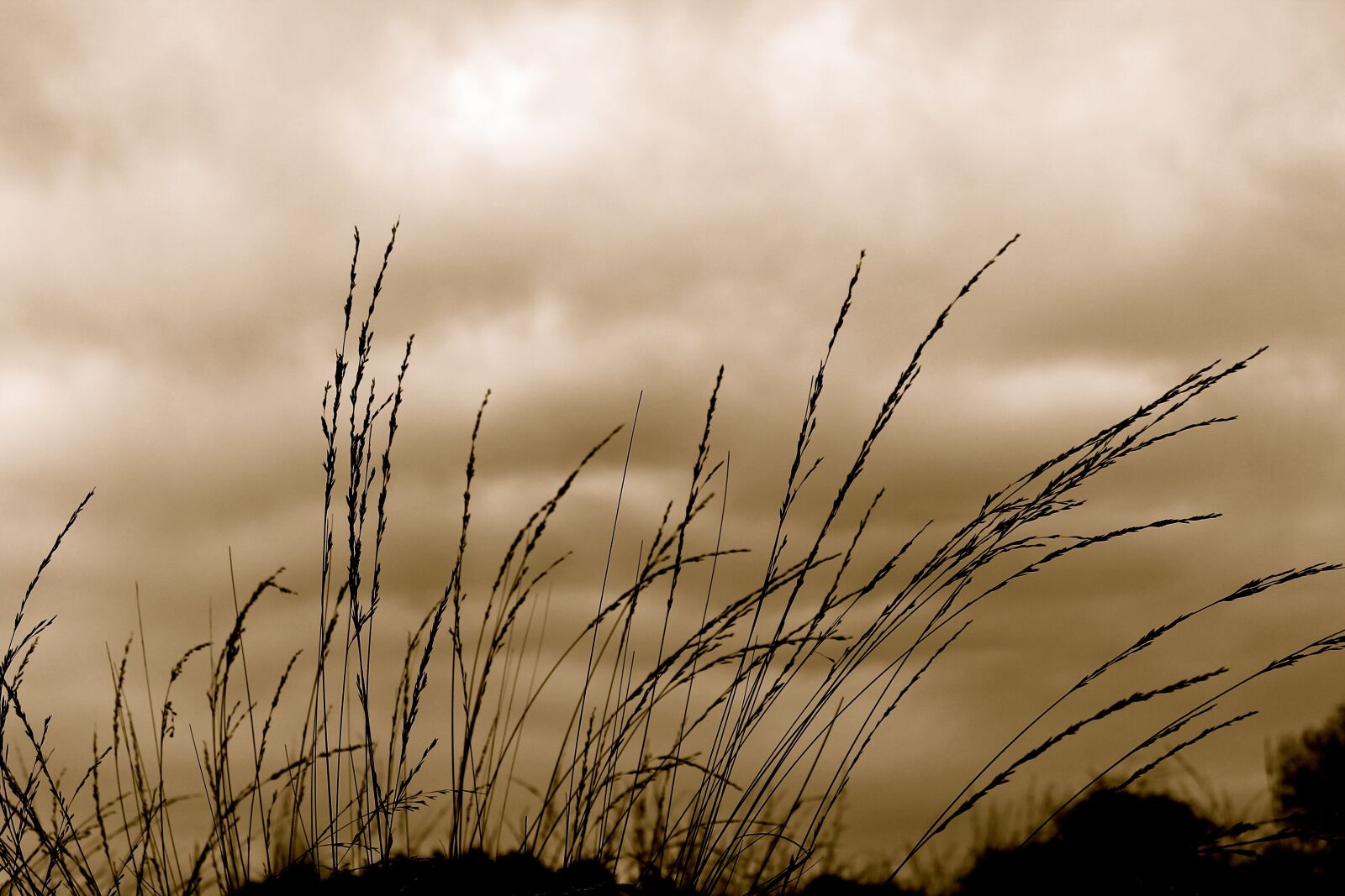 Canon EOS 1100D (EOS Rebel T3 / EOS Kiss X50) sample photo. Grass, sky, wind photography