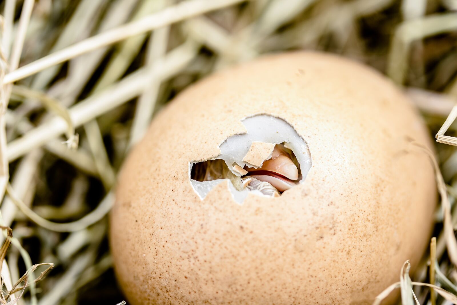 Canon EF-S 60mm F2.8 Macro USM sample photo. Hatching chicks, egg shell photography