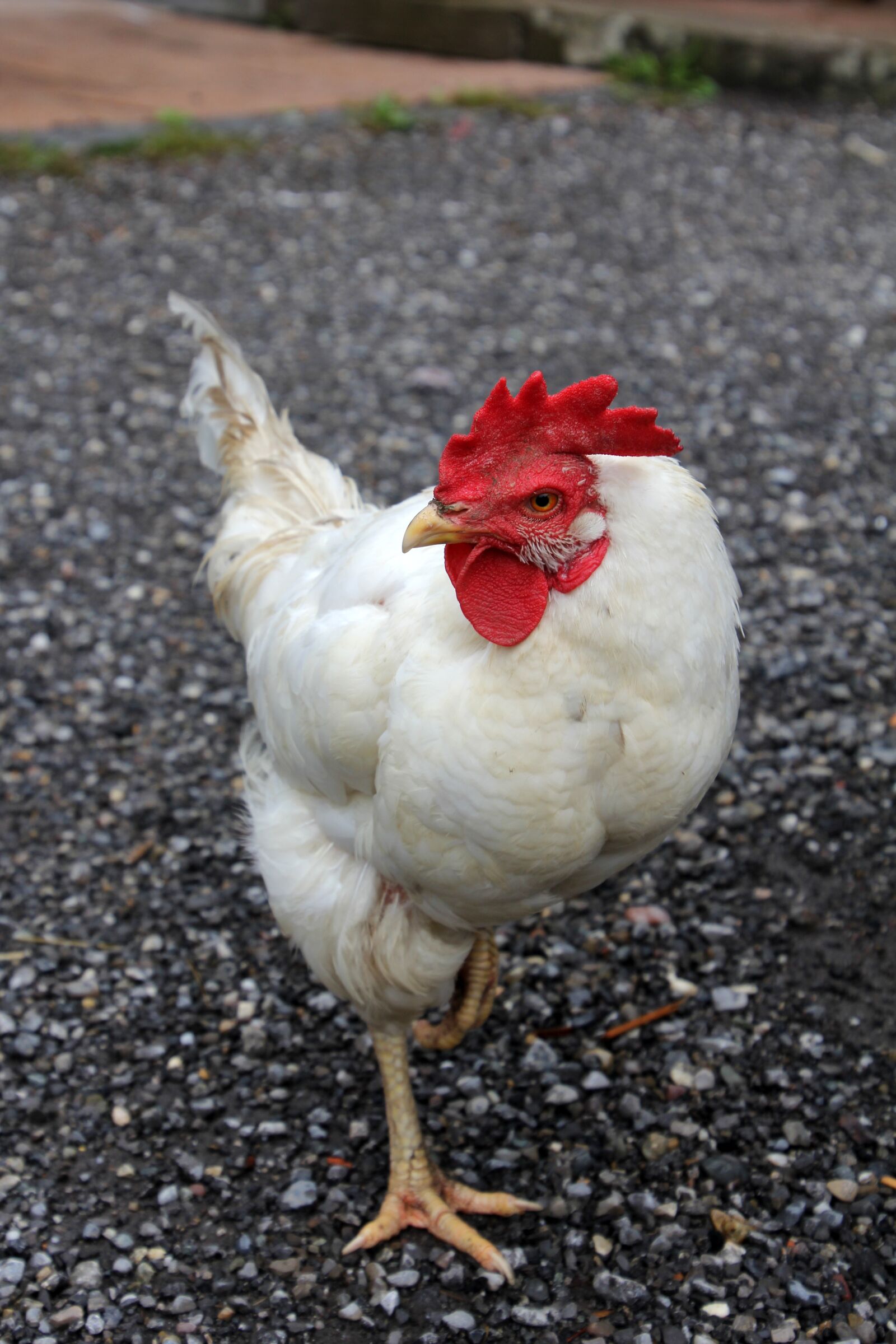 Canon EOS 60D sample photo. Chicken, hahn, chickens photography