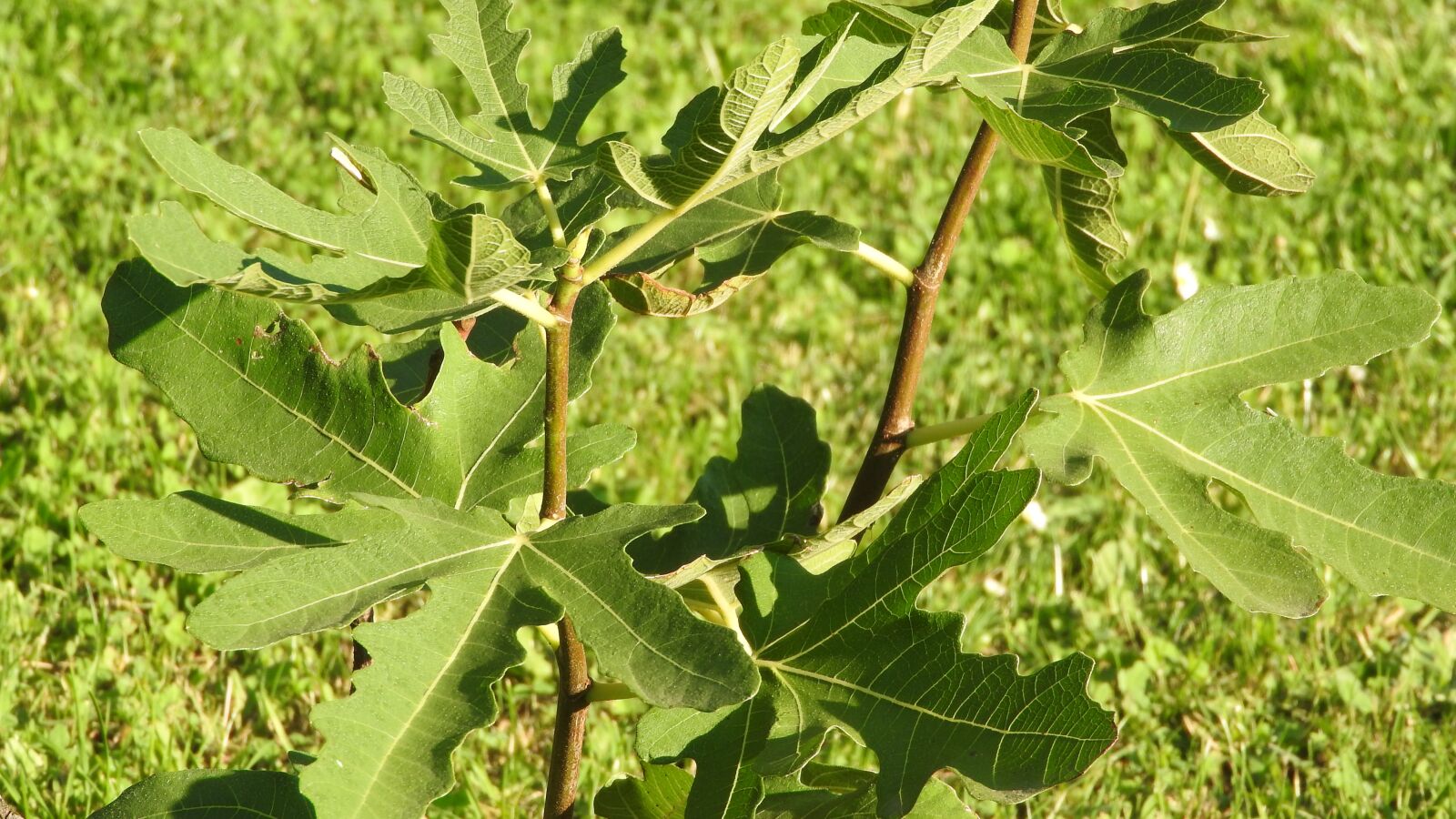 Nikon Coolpix P610 sample photo. Fig, fig leaves, fig photography