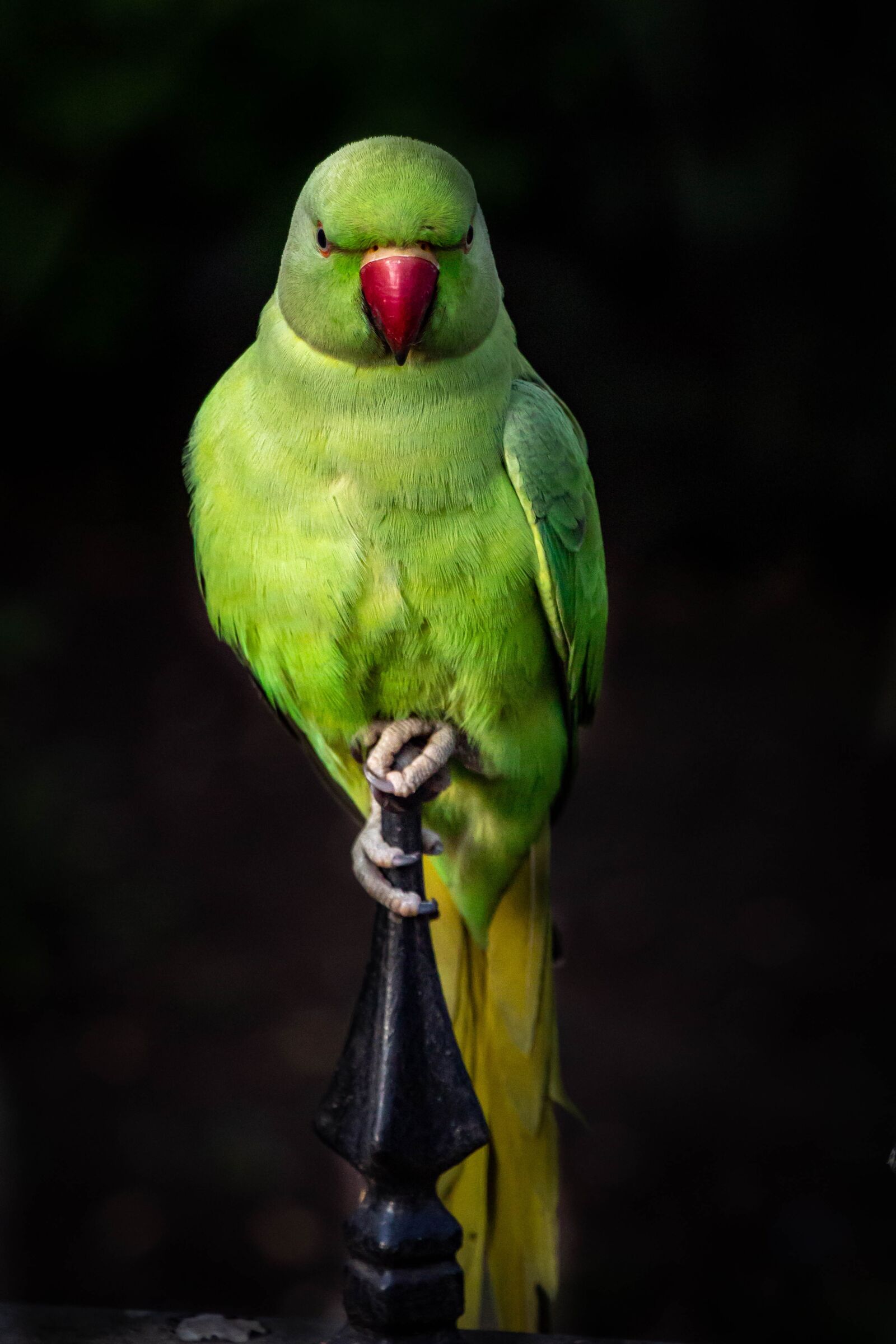 Canon EOS 700D (EOS Rebel T5i / EOS Kiss X7i) sample photo. Parrot, bird, colorful photography