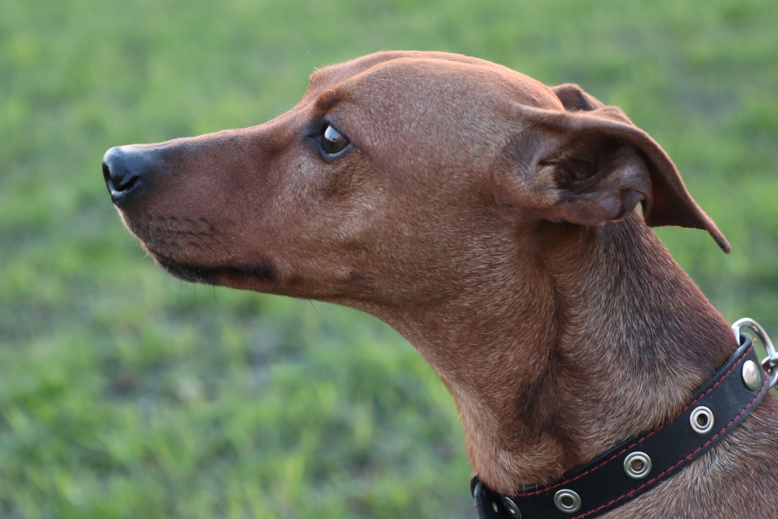 Canon EOS 77D (EOS 9000D / EOS 770D) sample photo. Dog, portrait, pinscher photography