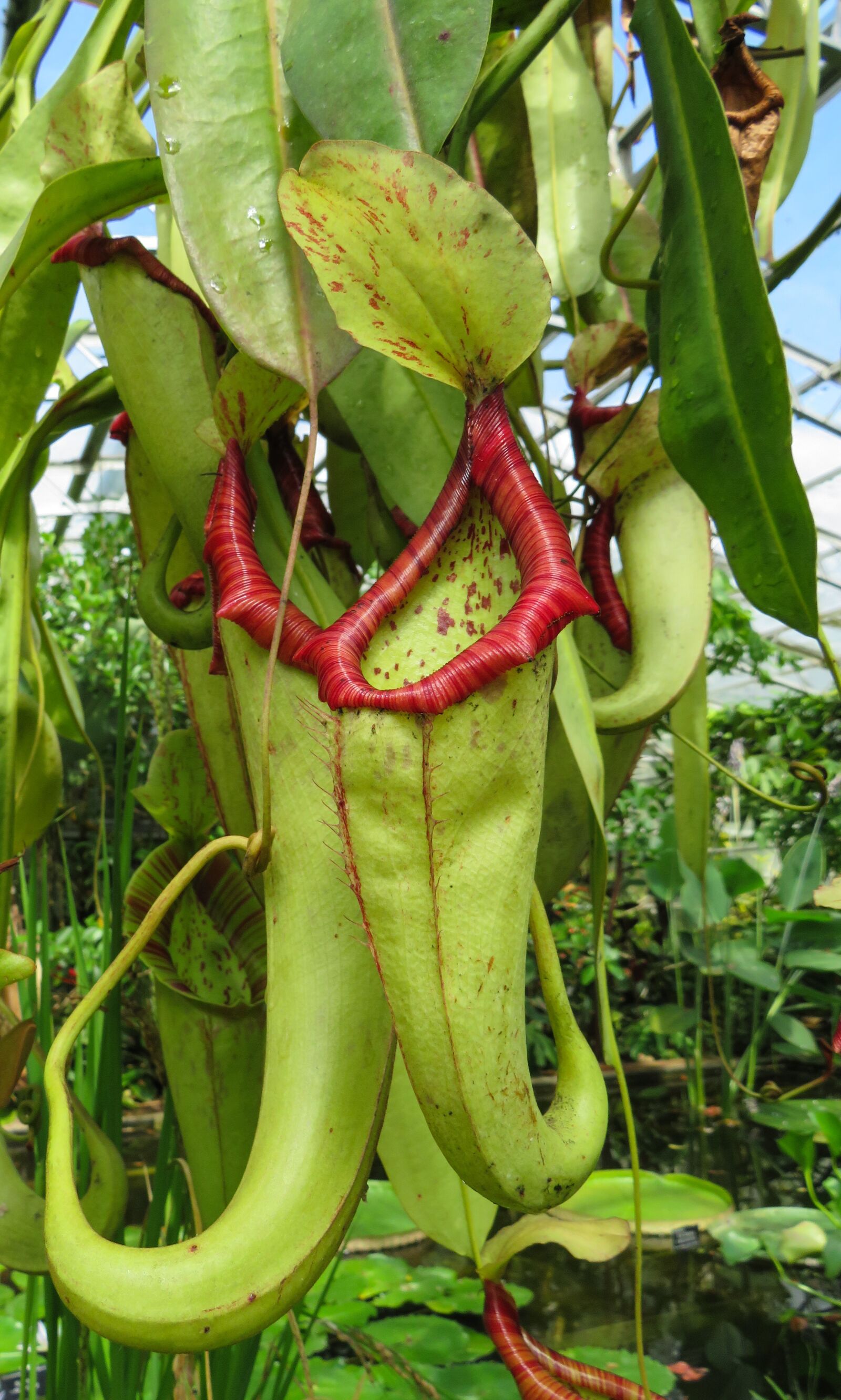Canon PowerShot SX540 HS sample photo. Exotic, plant, carnivorous photography