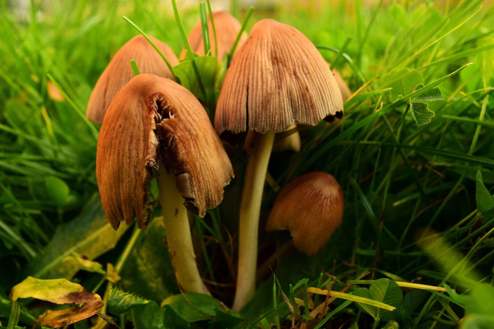 Nikon D3300 sample photo. Mushrooms, meadow mushrooms, mushroom photography