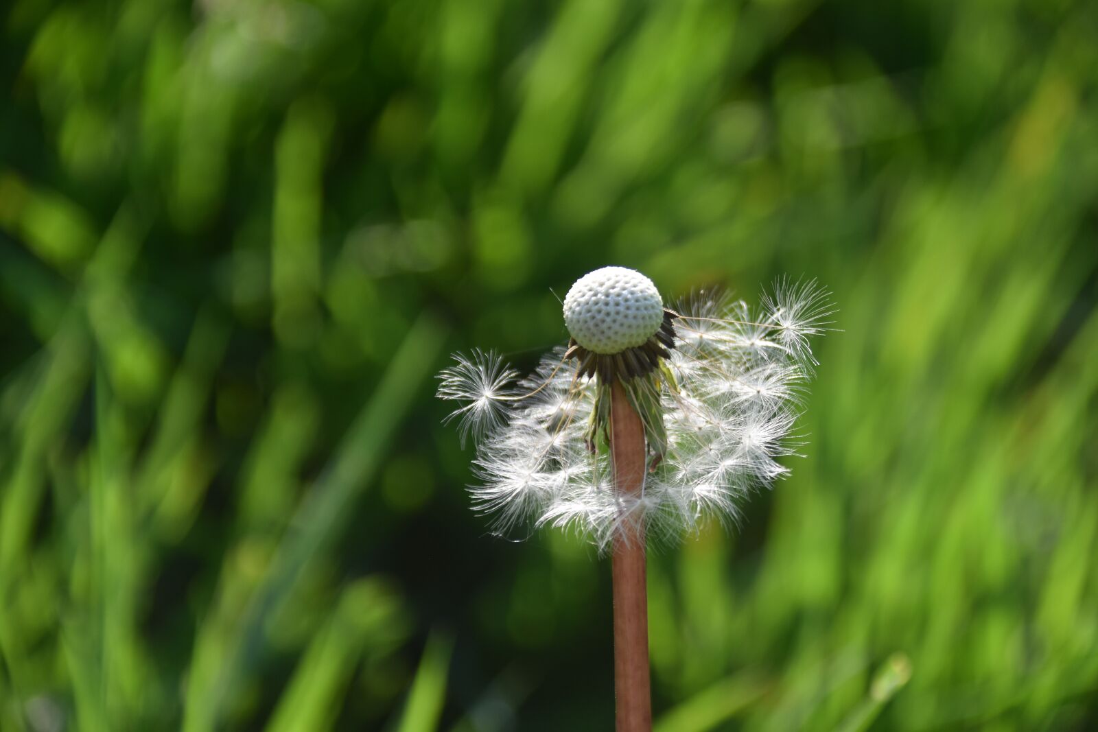 Nikon D5600 sample photo. Egret of pisenlit, seeds photography