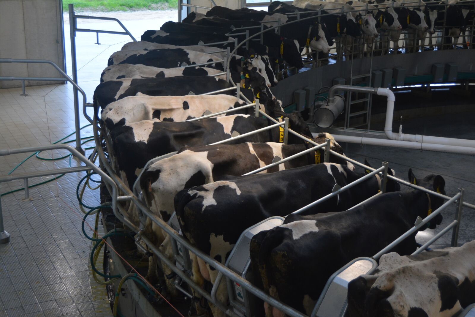 Nikon D5200 sample photo. Dairy cow, dairy, dairy photography