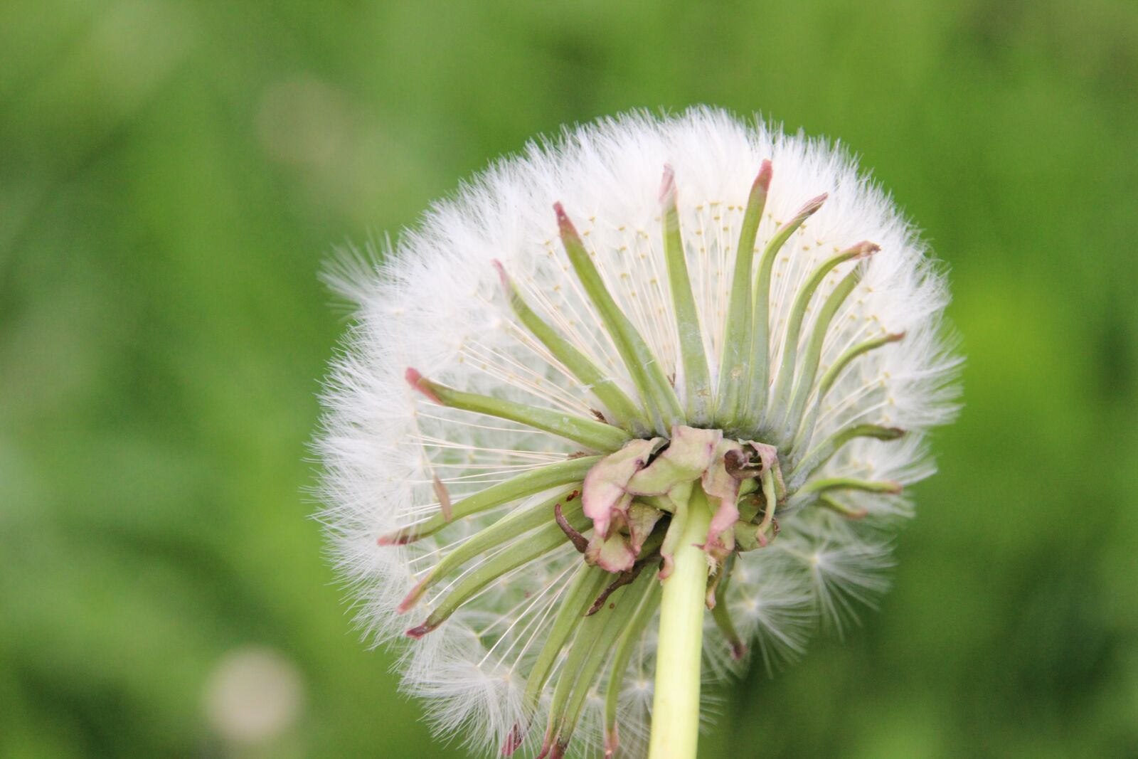 Canon EOS 600D (Rebel EOS T3i / EOS Kiss X5) sample photo. Dandelion, wild flower, nature photography