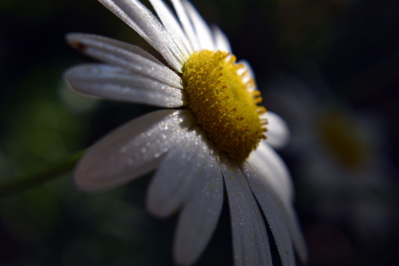 Nikon D3400 sample photo. Flower, spring, flowers photography