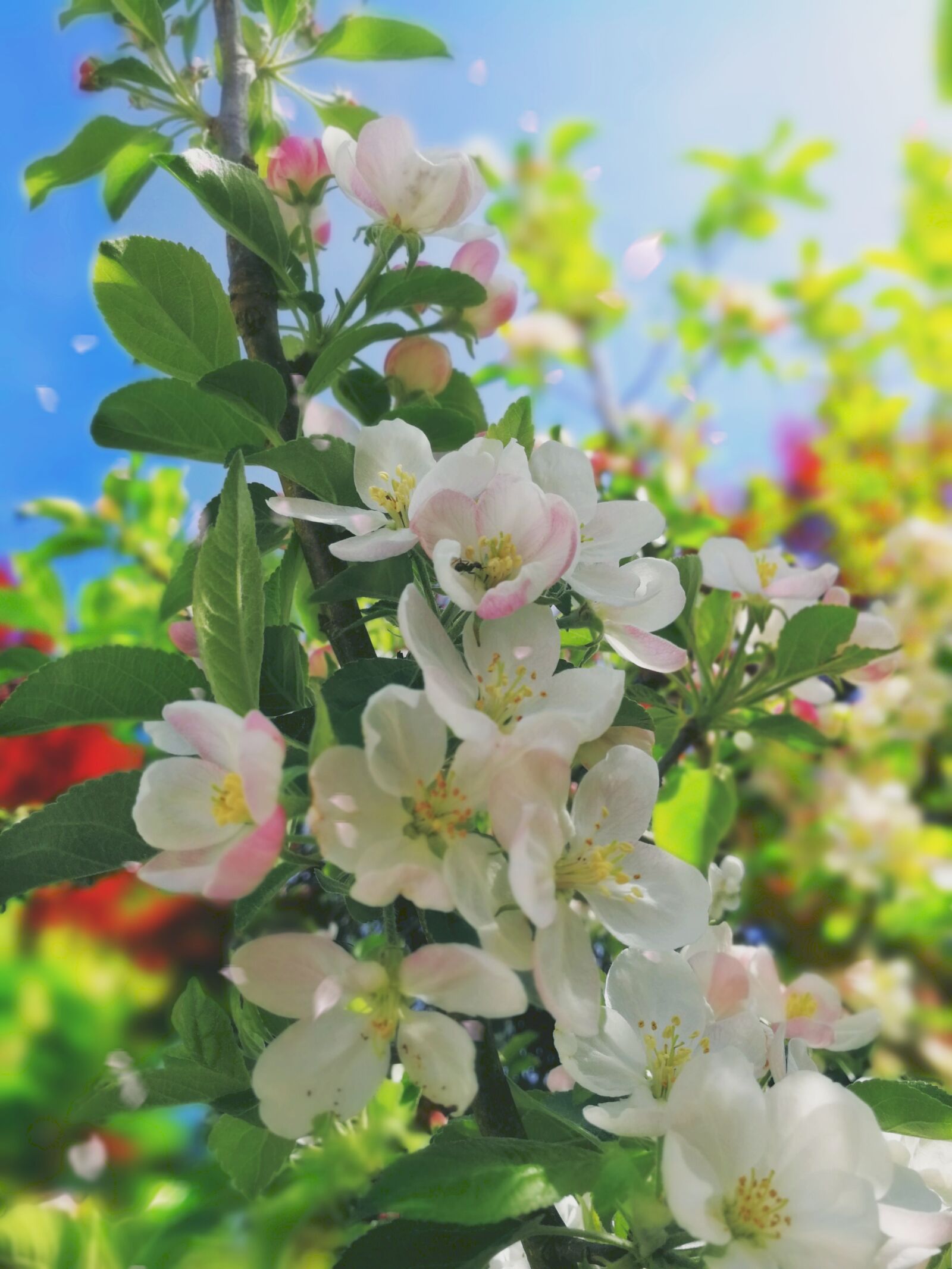 HUAWEI P10 sample photo. Flower, plant, nature photography