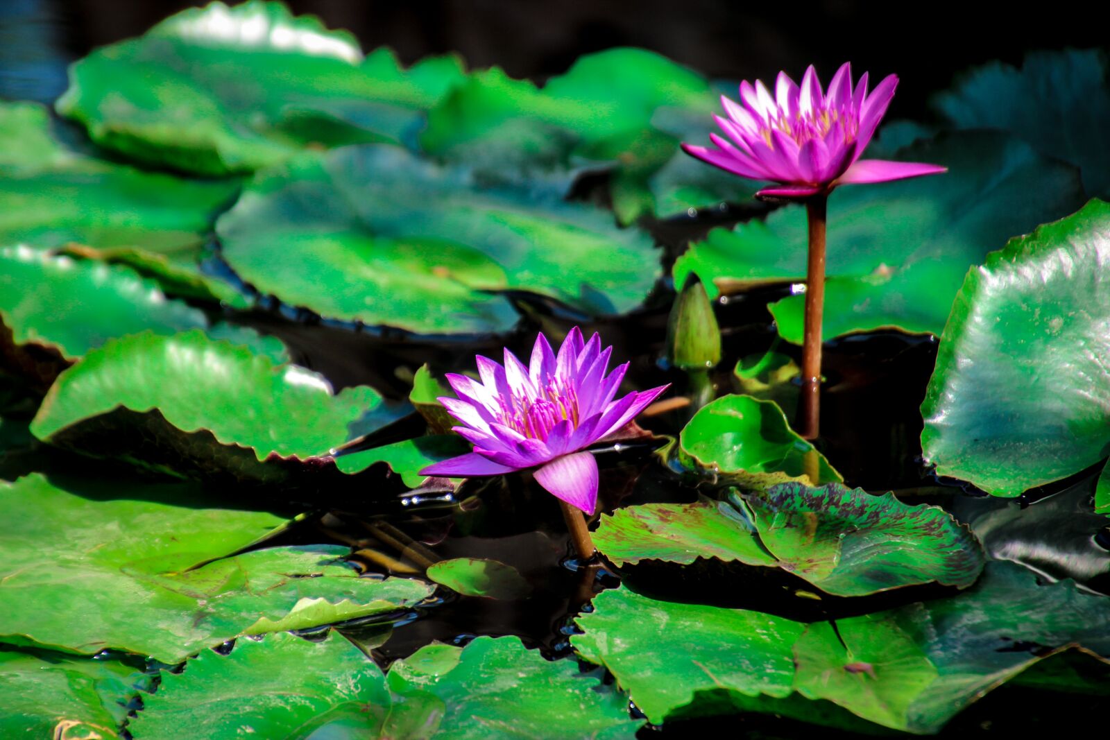 Canon EOS 600D (Rebel EOS T3i / EOS Kiss X5) sample photo. Lotus, nature, flowers photography