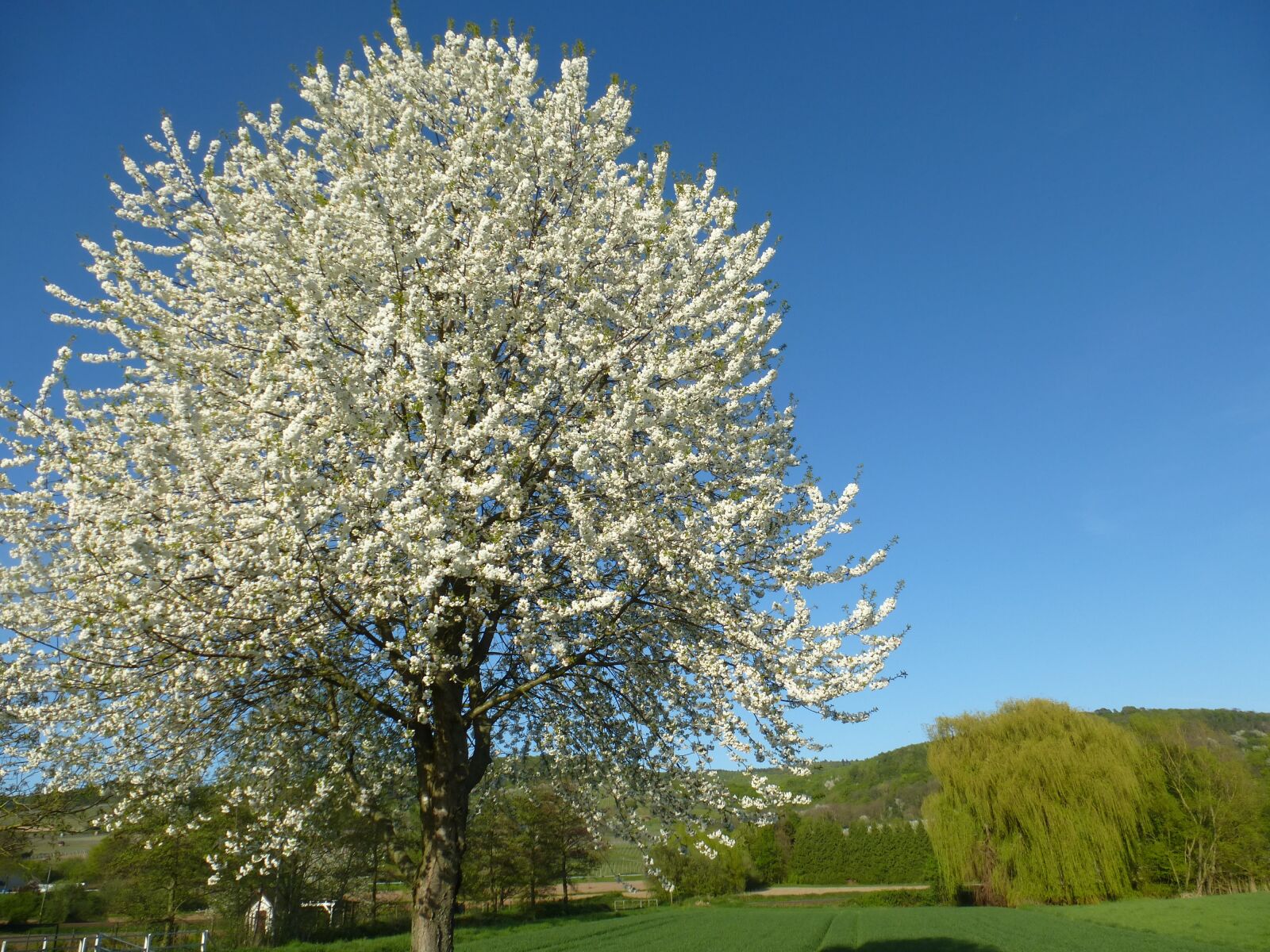 Panasonic Lumix DMC-ZS15 (Lumix DMC-TZ25) sample photo. Tree, blossom, bloom photography