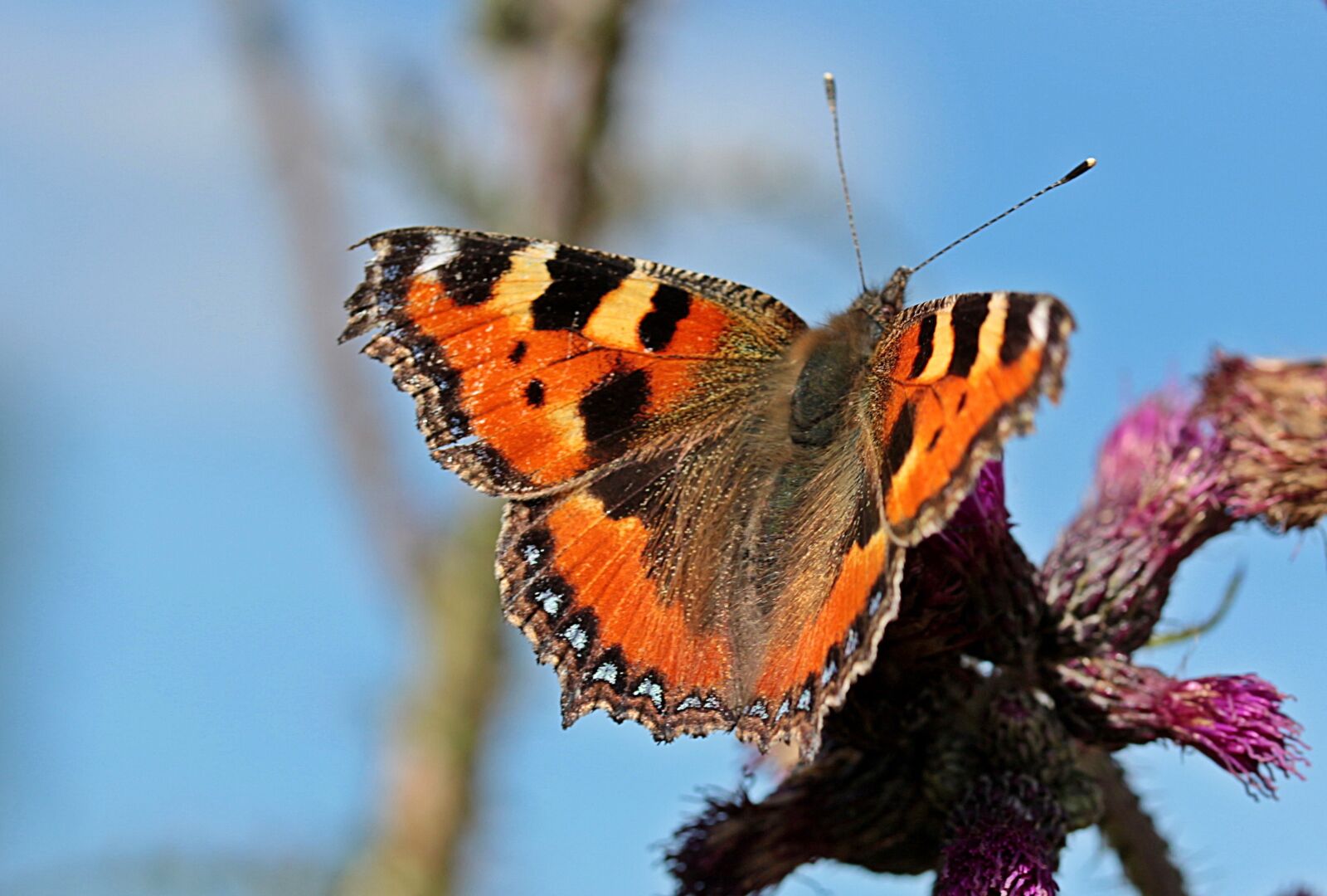 Canon EOS 650D (EOS Rebel T4i / EOS Kiss X6i) sample photo. Butterfly, little fox, nymphalis photography